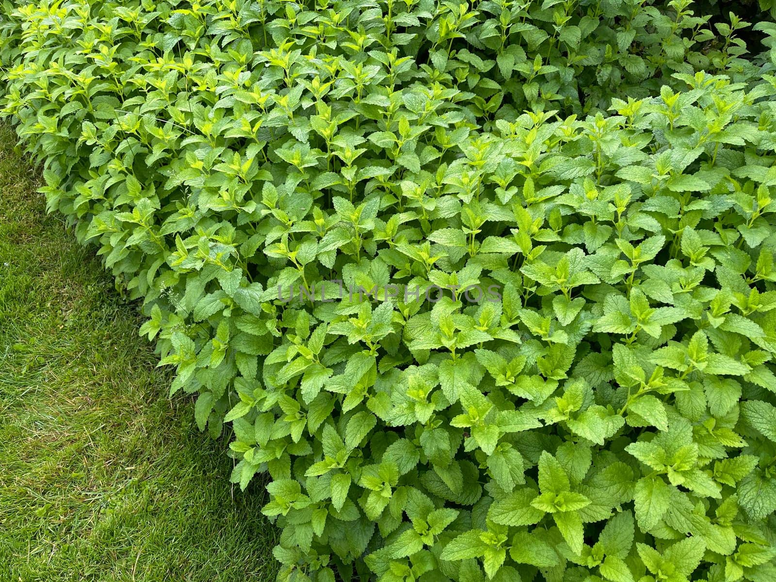 Lemon balm Melissa officinalis,is an important medicinal plant and a fragrant plant with white flowers. It is a beautiful perennial and is also used in medicine. Lemon balm Melissa officinalis,is an important medicinal plant and an aromatic plant with white flowers. It is a beautiful perennial and is also used in medicine.