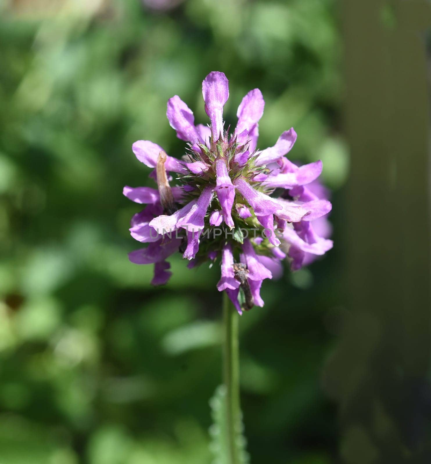 Ziest,Stachys officinalis is an important medicinal plant with purple flowers. Ziest,Stachys officinalis is an important medicinal plant with purple flowers.