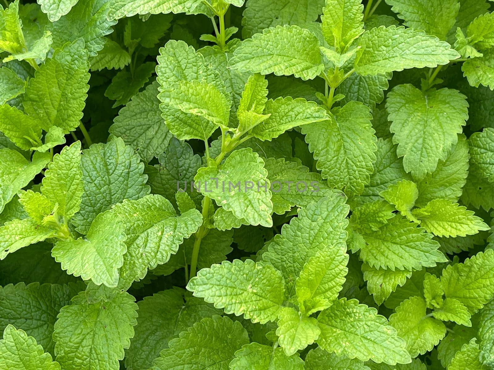 Lemon balm Melissa officinalis,is an important medicinal plant and a fragrant plant with white flowers. It is a beautiful perennial and is also used in medicine. Lemon balm Melissa officinalis,is an important medicinal plant and an aromatic plant with white flowers. It is a beautiful perennial and is also used in medicine.