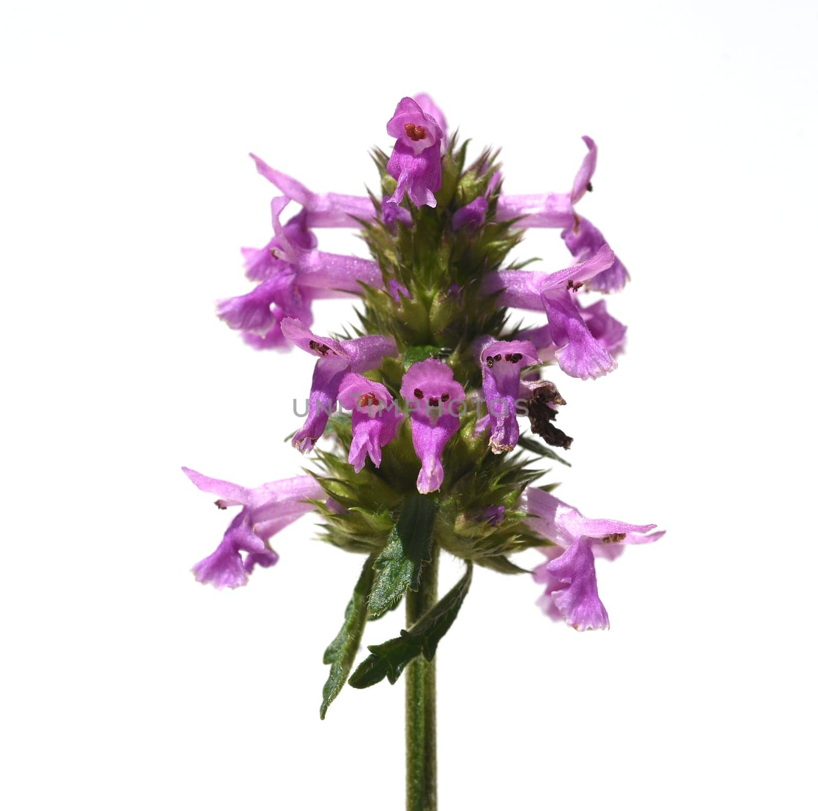 Ziest,Stachys officinalis is an important medicinal plant with purple flowers. Ziest,Stachys officinalis is an important medicinal plant with purple flowers.