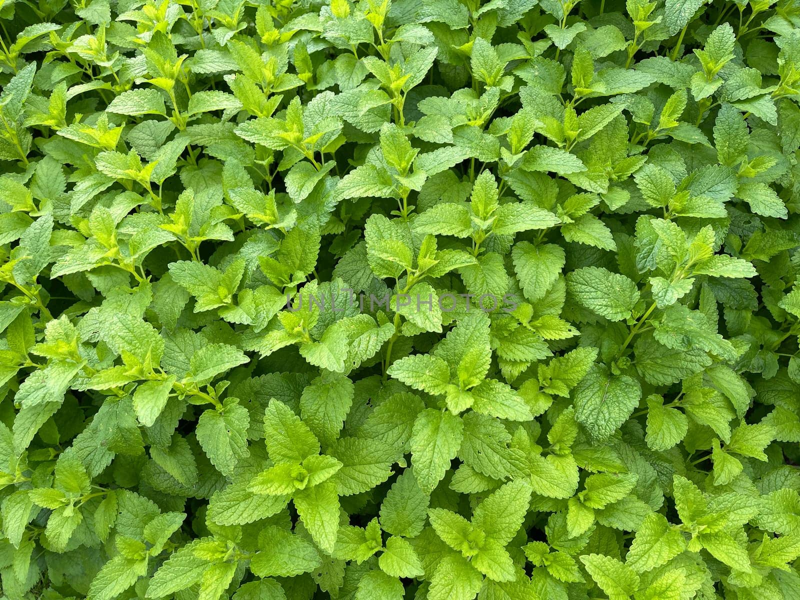 Lemon balm Melissa officinalis,is an important medicinal plant and a fragrant plant with white flowers. It is a beautiful perennial and is also used in medicine. Lemon balm Melissa officinalis,is an important medicinal plant and an aromatic plant with white flowers. It is a beautiful perennial and is also used in medicine.