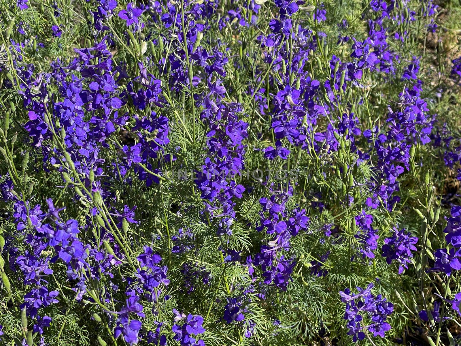 Larkspur,consolida ajacis is a wild and medicinal plant with blue flowers. Barnacle spur,consolida ajacis is a wild and medicinal plant with blue flowers.
