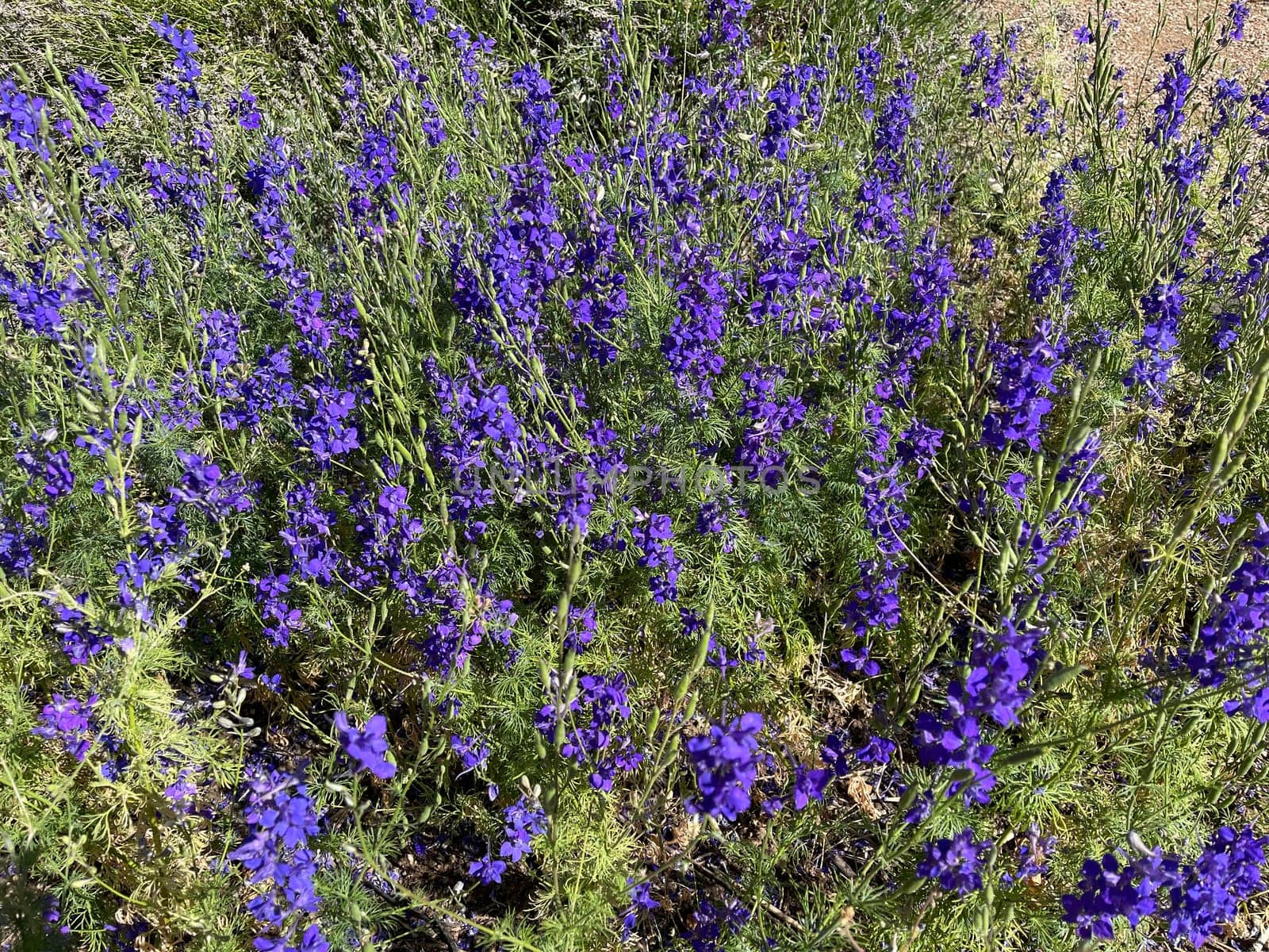 Larkspur,consolida ajacis is a wild and medicinal plant with blue flowers. Barnacle spur,consolida ajacis is a wild and medicinal plant with blue flowers.