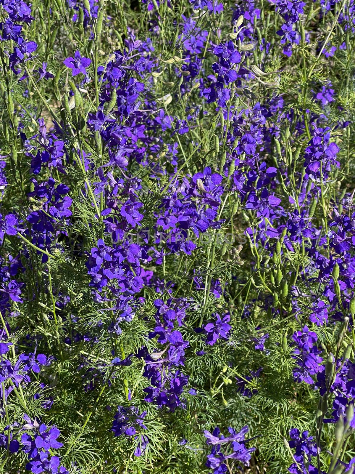 Larkspur,consolida ajacis is a wild and medicinal plant with blue flowers. Barnacle spur,consolida ajacis is a wild and medicinal plant with blue flowers.