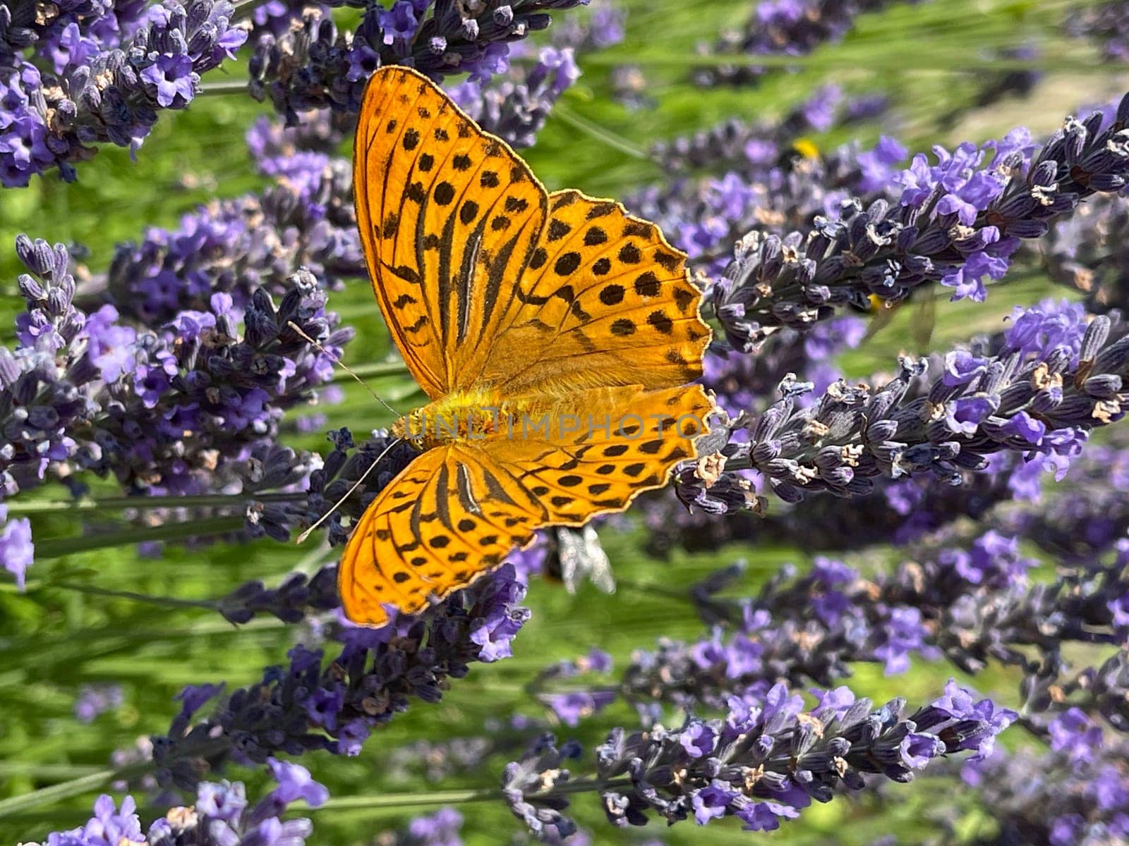 Emperor's mantle,Argynnis paphia belongs to the noble butterflies and are insects with large wings. Imperial mantle,Argynnis paphia belongs to the noble butterflies and are insects with large wings.