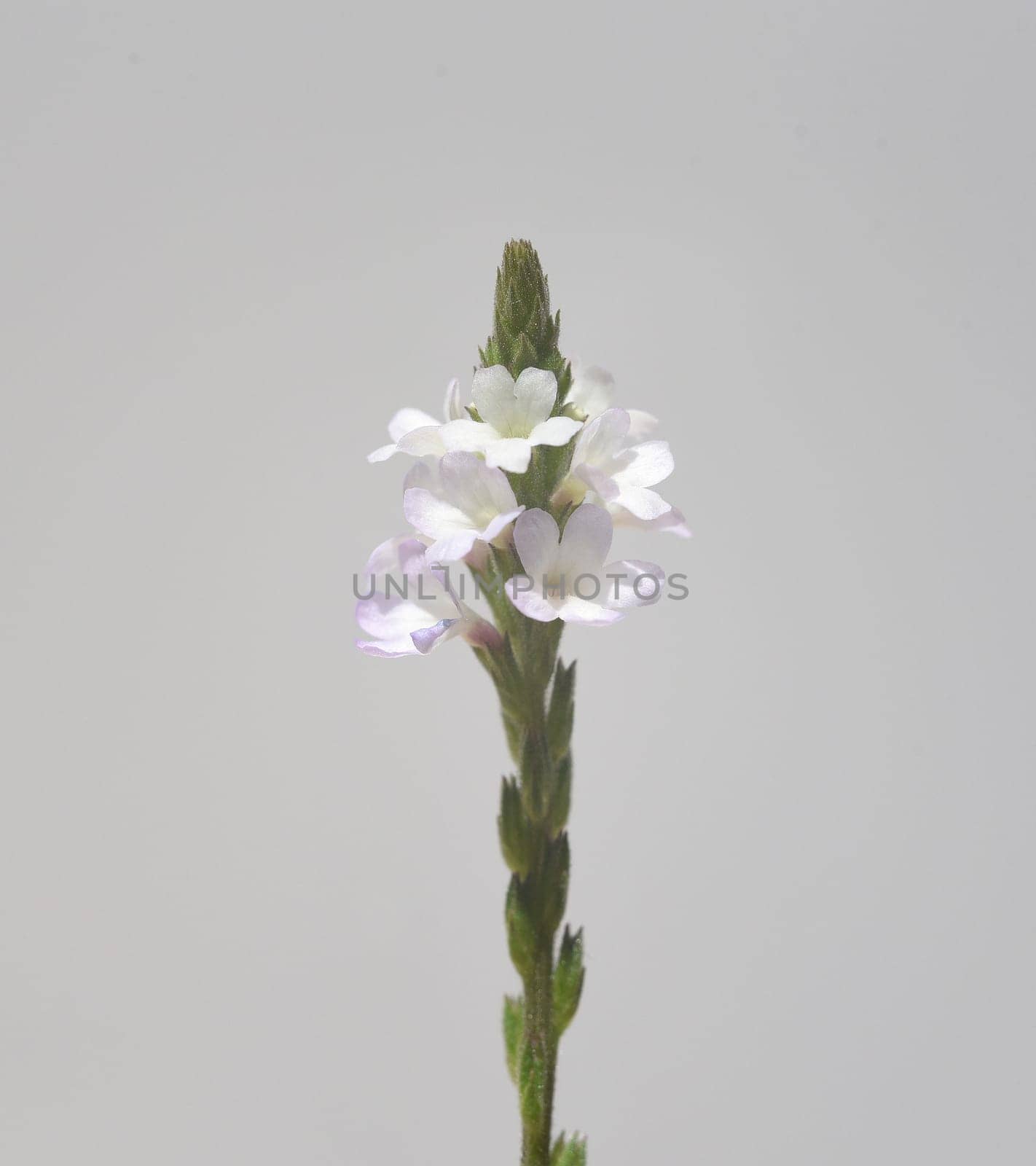 Vervain is an important medicinal and medicinal plant and with white and pink flowers. Verbena is an important medicinal and medicinal plant and has white and pink flowers.