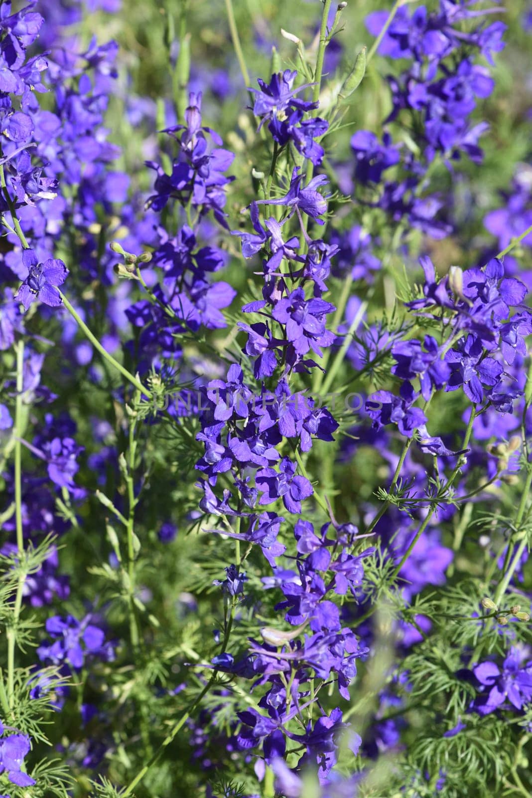 Larkspur,consolida ajacis is a wild and medicinal plant with blue flowers. Barnacle spur,consolida ajacis is a wild and medicinal plant with blue flowers.
