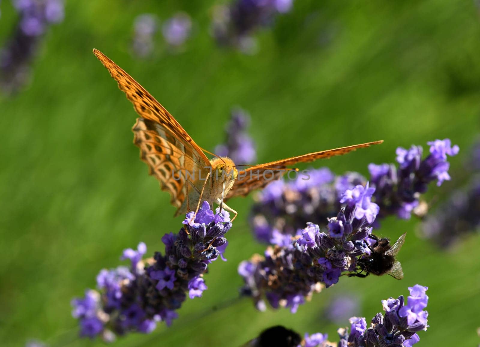 Emperor's mantle,Argynnis paphia belongs to the noble butterflies and are insects with large wings. Imperial mantle,Argynnis paphia belongs to the noble butterflies and are insects with large wings.