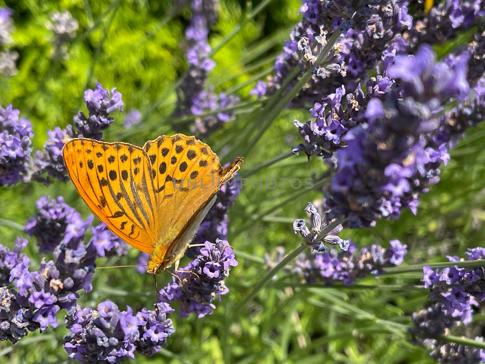 Emperor's mantle,Argynnis paphia belongs to the noble butterflies and are insects with large wings. Imperial mantle,Argynnis paphia belongs to the noble butterflies and are insects with large wings.