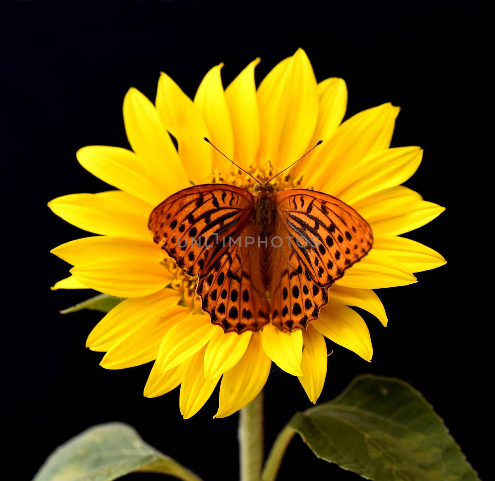 Emperor's mantle,Argynnis paphia belongs to the noble butterflies and are insects with large wings. Imperial mantle,Argynnis paphia belongs to the noble butterflies and are insects with large wings.