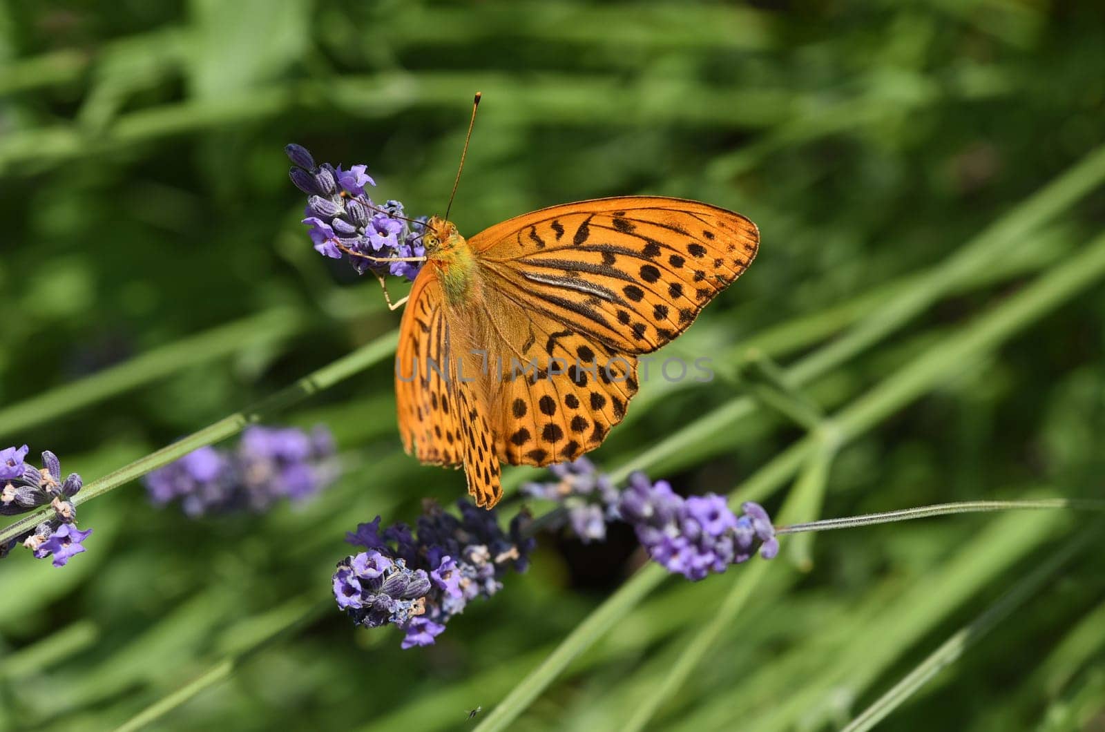 Emperor's mantle,Argynnis paphia belongs to the noble butterflies and are insects with large wings. Imperial mantle,Argynnis paphia belongs to the noble butterflies and are insects with large wings.