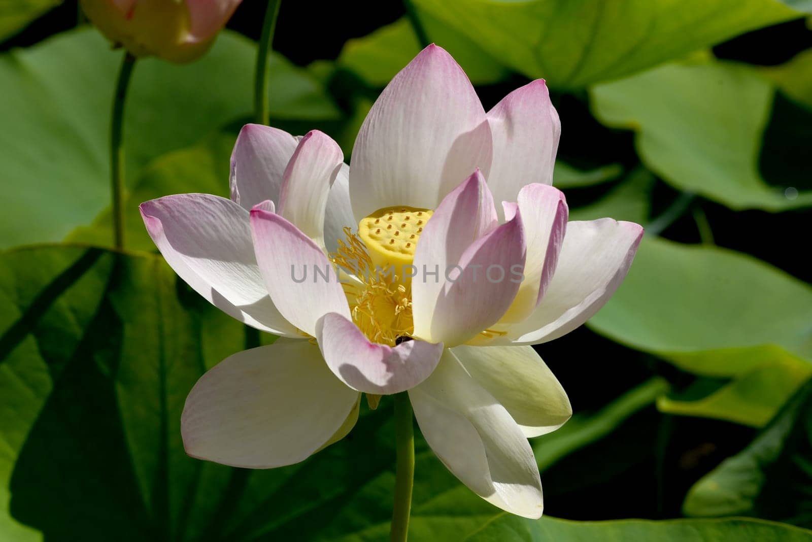 Lotus nucifera lotus seed is edible and can also be used for sowing. Molehills on lawns can leave unsightly marks. Molehills on lawns can leave unsightly marks