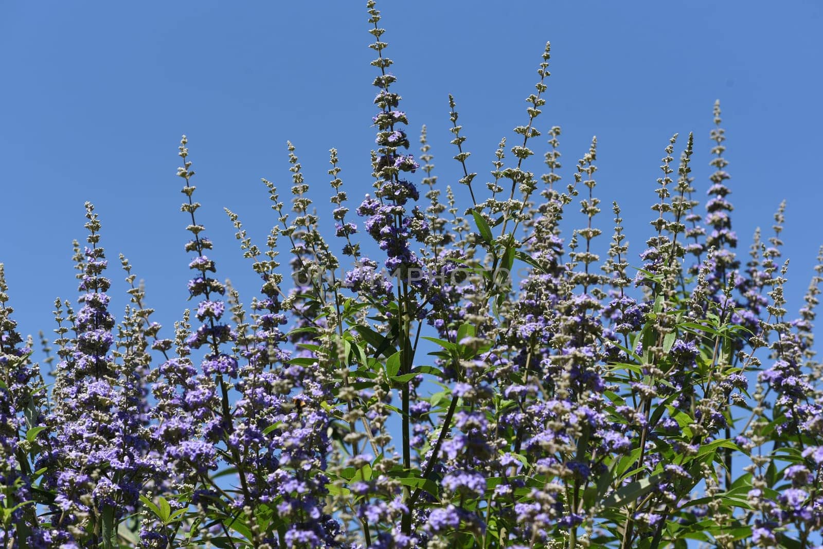 Moenchspfeffer,Vitex agnus is an important medicinal plant and is also used in medicine. Moenchspfeffer,Vitex agnus is an important medicinal plant and is also used in medicine.