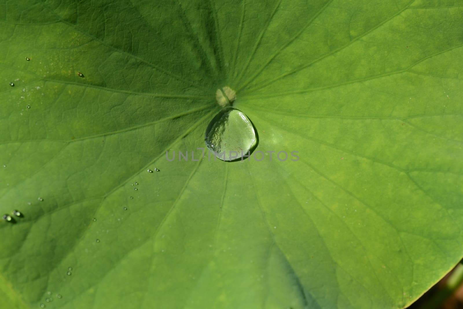 Lotus nucifera lotus seed is edible and can also be used for sowing. Molehills on lawns can leave unsightly marks. Molehills on lawns can leave unsightly marks