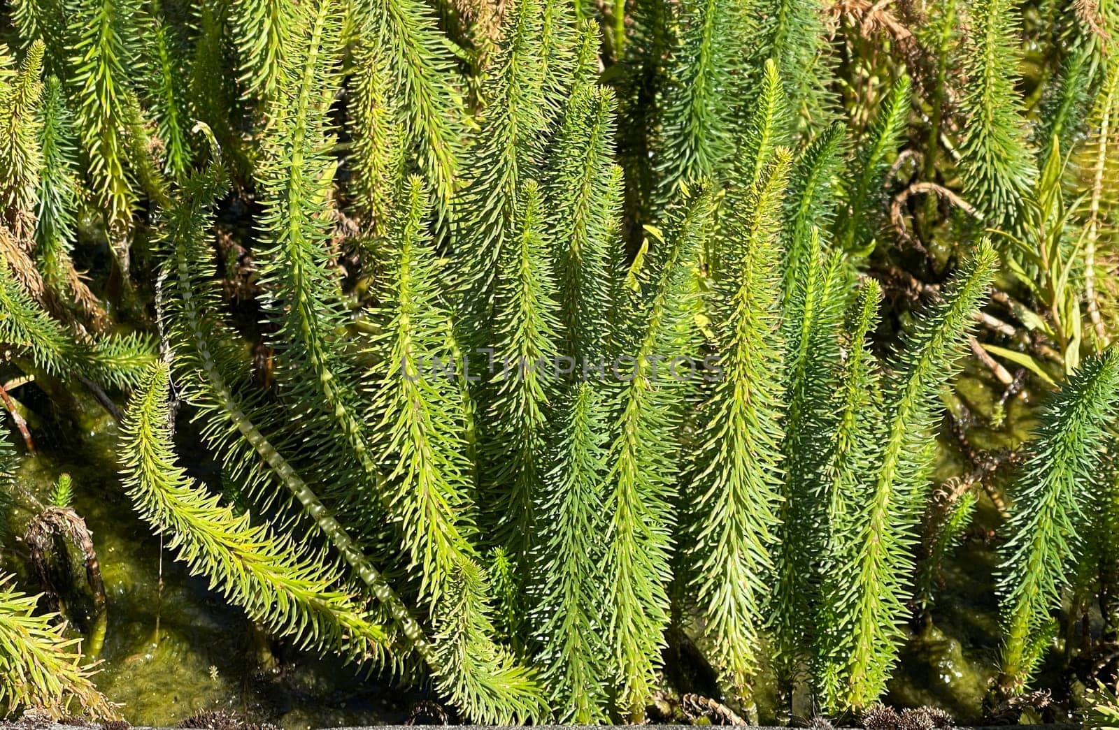 Hippuris vulgaris,Blueten is an aquatic plant. fir fronds,Hippuris vulgaris,Blossom is an aquatic plant