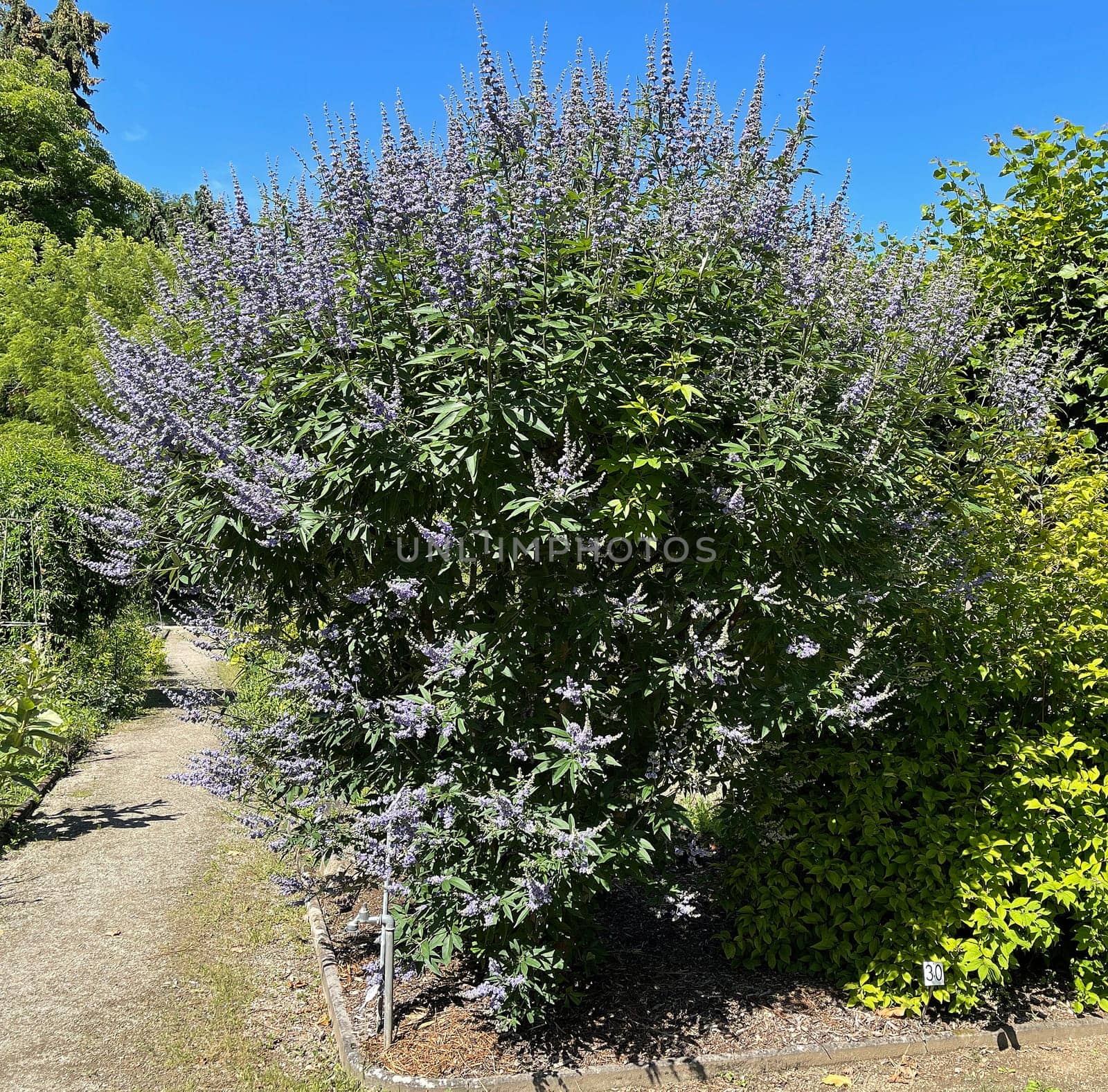 Moenchspfeffer,Vitex agnus is an important medicinal plant and is also used in medicine. Moenchspfeffer,Vitex agnus is an important medicinal plant and is also used in medicine.