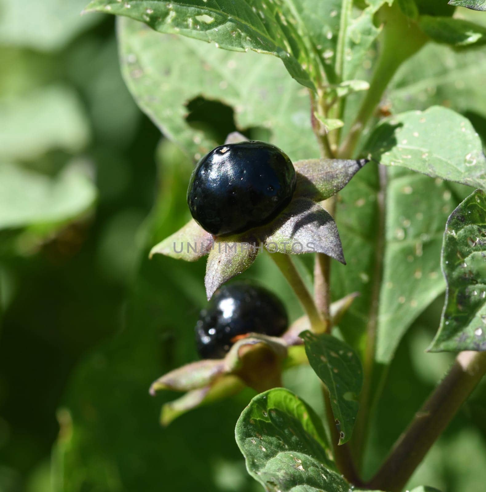 Deadly nightshade,Atropa bella-donna,has black berries and is a poisonous and medicinal plant. Deadly Nightshade,Atropa bella-donna,has black berries and is a poisonous and medicinal plant.