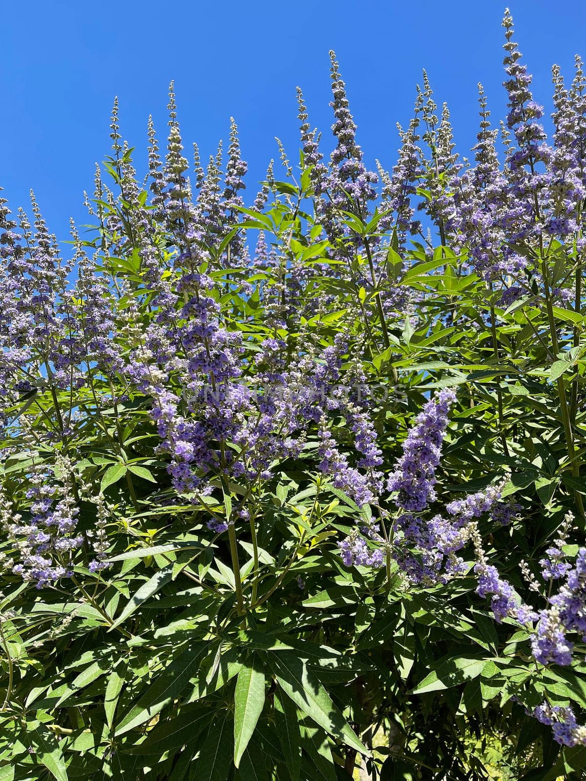 Moenchspfeffer,Vitex agnus is an important medicinal plant and is also used in medicine. Moenchspfeffer,Vitex agnus is an important medicinal plant and is also used in medicine.