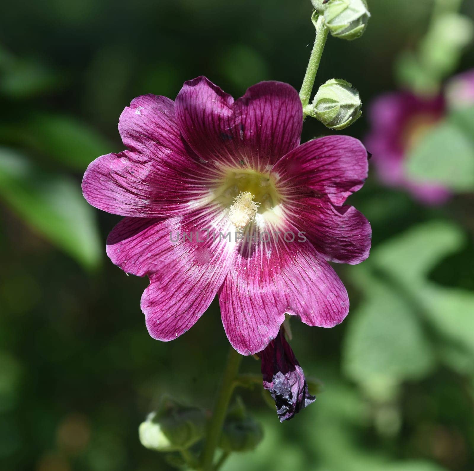 Hollyhock,Alcea rosea,also known as mallow or farmhouse rose,is a beautiful garden flower and a medicinal plant. Hollyhock,Alcea rosea,also known as hollyhock or hollyhock is a beautiful garden flower and medicinal plant.