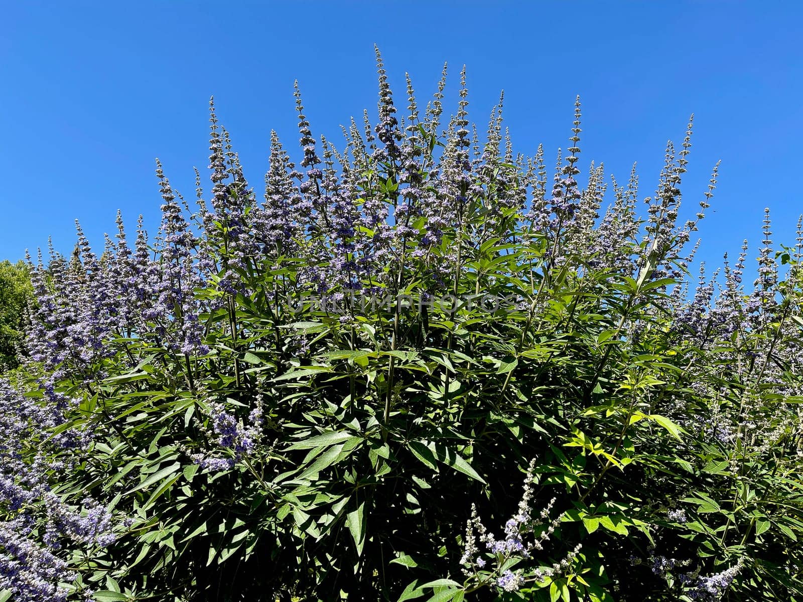 Moenchspfeffer,Vitex agnus is an important medicinal plant and is also used in medicine. Moenchspfeffer,Vitex agnus is an important medicinal plant and is also used in medicine.