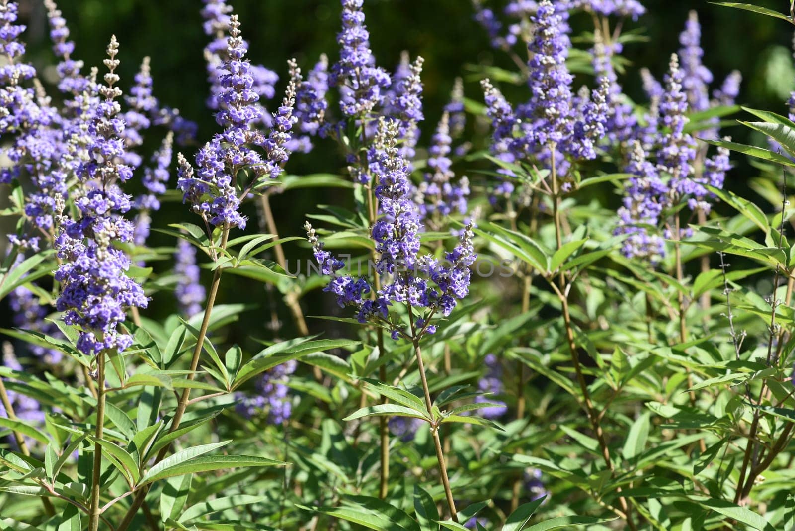 Moenchspfeffer,Vitex agnus is an important medicinal plant and is also used in medicine. Moenchspfeffer,Vitex agnus is an important medicinal plant and is also used in medicine.