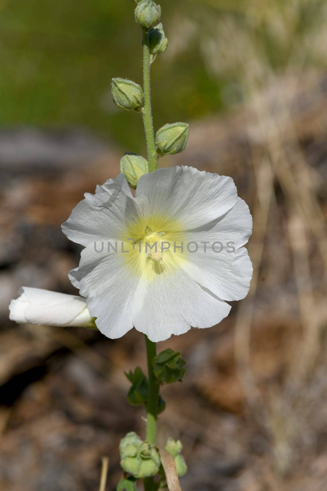 Hollyhock,Alcea rosea,also known as mallow or farmhouse rose,is a beautiful garden flower and a medicinal plant. Hollyhock,Alcea rosea,also known as hollyhock or hollyhock is a beautiful garden flower and medicinal plant.