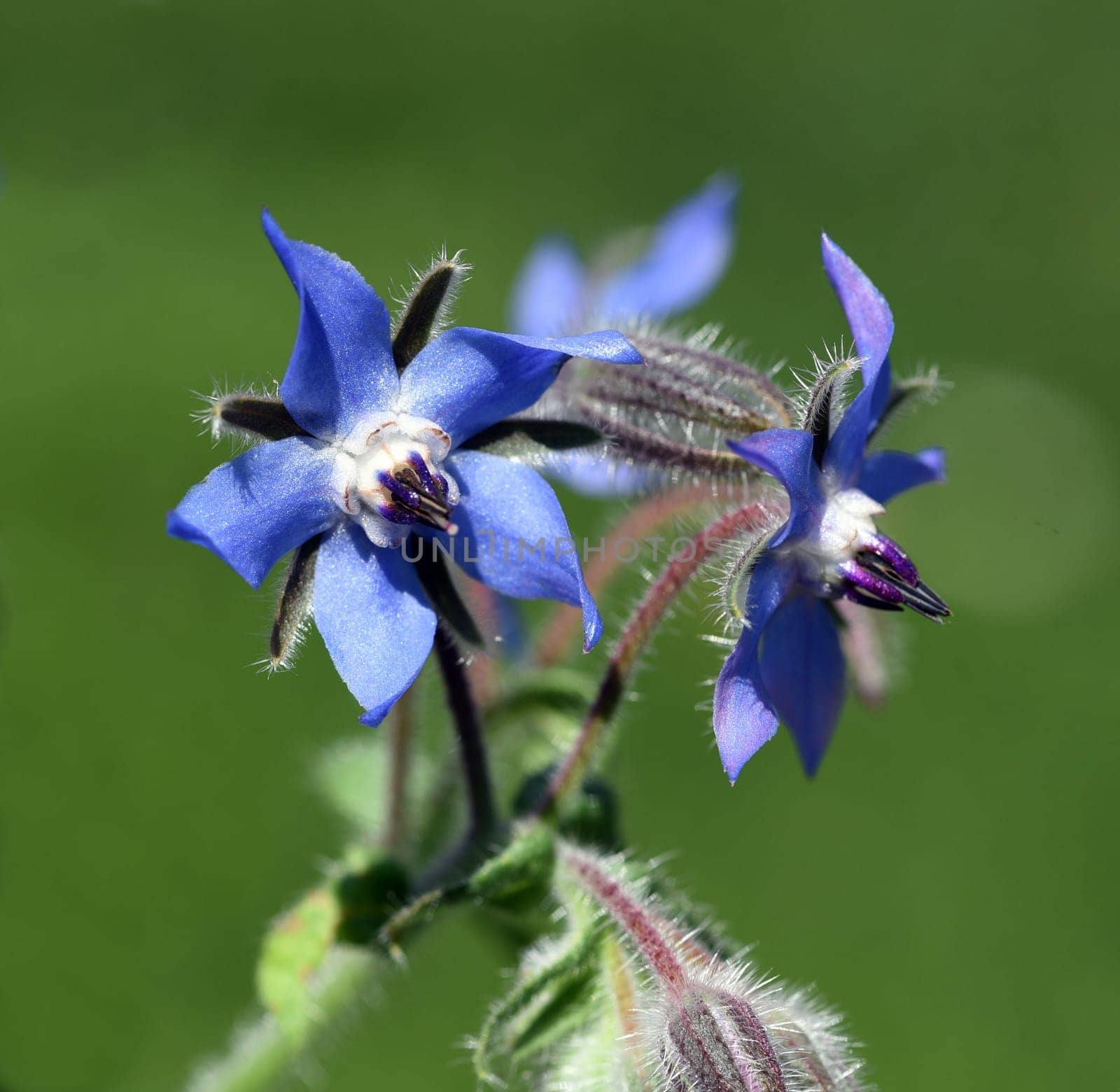 Borage,Borago officinalis,is an important medicinal and medicinal plant. The Kuechenkraut is also used in the Frankfurt Gruene sauce. Borage,Borago officinalis,is an important medicinal and medicinal plant. The herb is also used in the Frankfurt green sauce.
