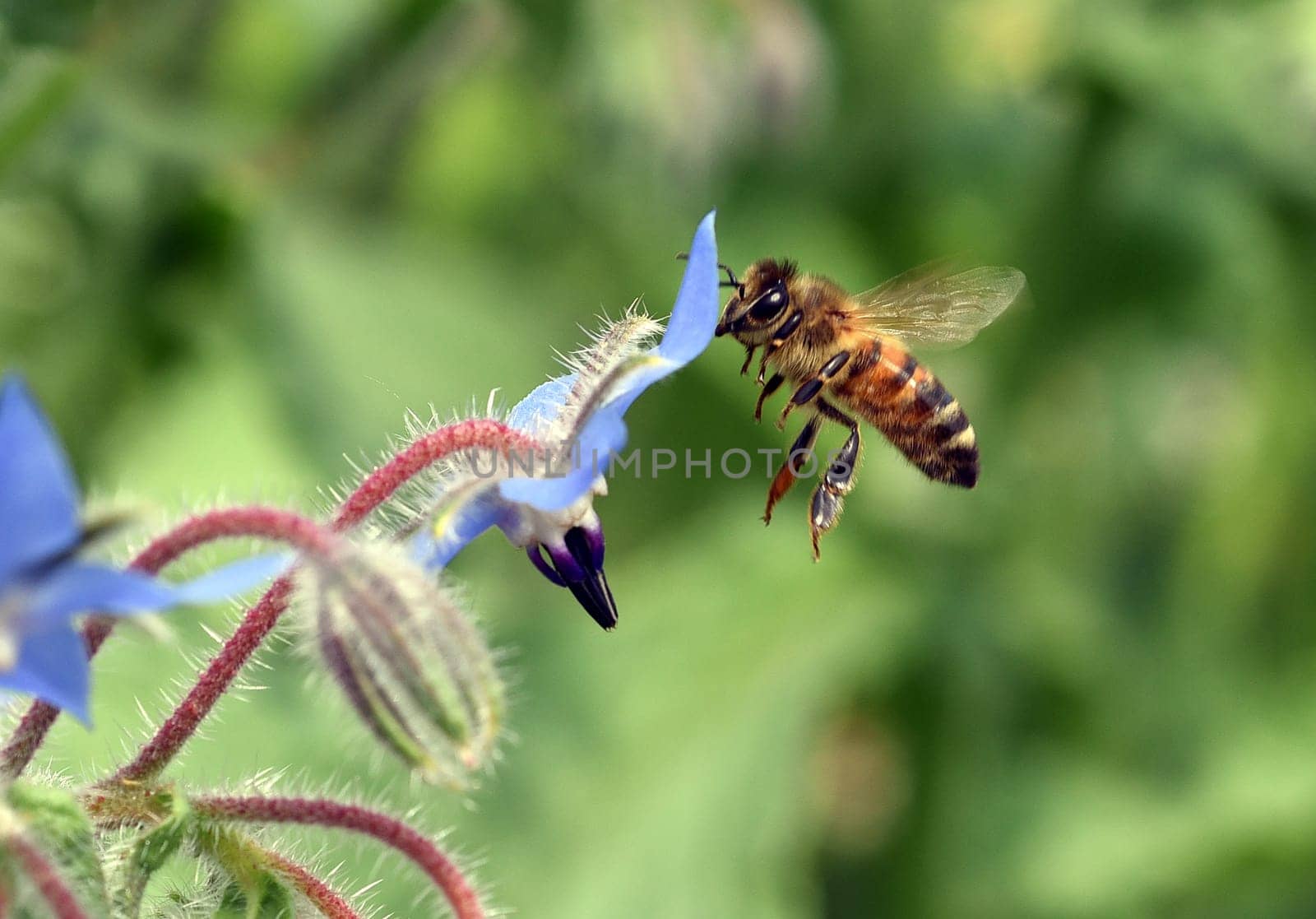 Borage,Borago officinalis,is an important medicinal and medicinal plant. The Kuechenkraut is also used in the Frankfurt Gruene sauce. Borage,Borago officinalis,is an important medicinal and medicinal plant. The herb is also used in the Frankfurt green sauce.