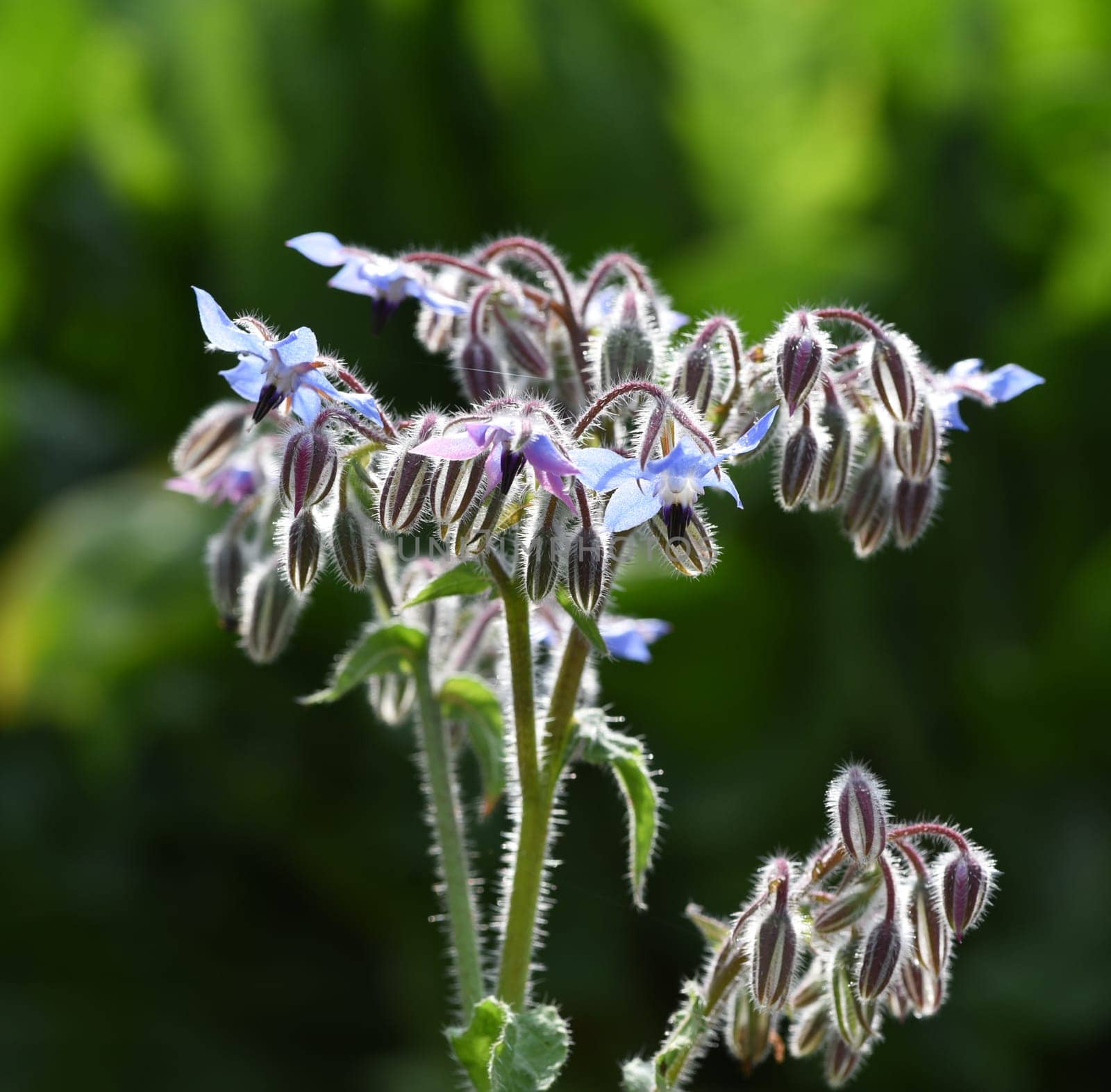 Borage,Borago officinalis,is an important medicinal and medicinal plant. The Kuechenkraut is also used in the Frankfurt Gruene sauce. Borage,Borago officinalis,is an important medicinal and medicinal plant. The herb is also used in the Frankfurt green sauce.