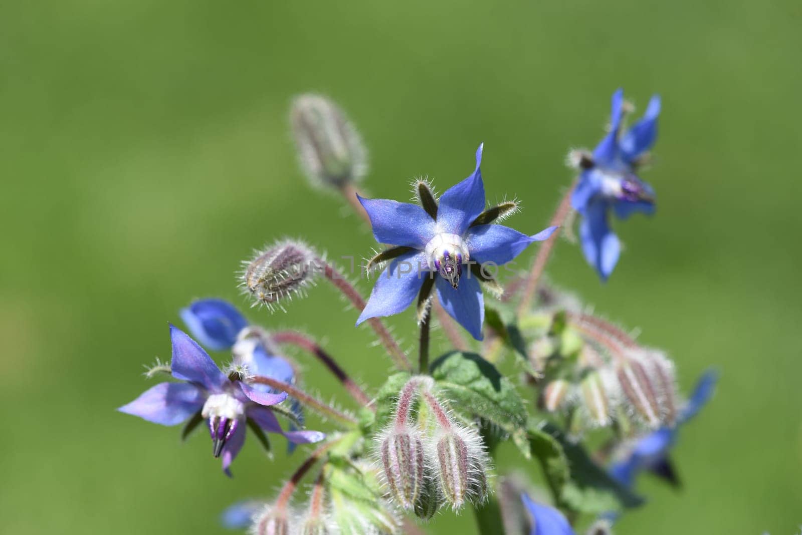 Borage,Borago officinalis,is an important medicinal and medicinal plant. The Kuechenkraut is also used in the Frankfurt Gruene sauce. Borage,Borago officinalis,is an important medicinal and medicinal plant. The herb is also used in the Frankfurt green sauce.
