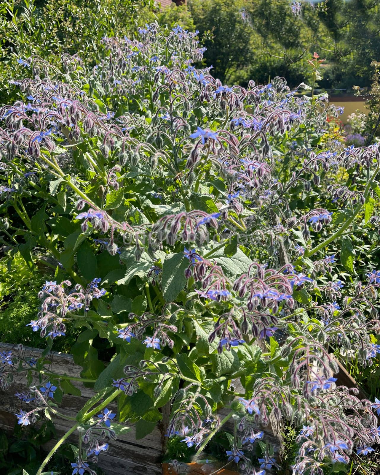 Borage,Borago officinalis,is an important medicinal and medicinal plant. The Kuechenkraut is also used in the Frankfurt Gruene sauce. Borage,Borago officinalis,is an important medicinal and medicinal plant. The herb is also used in the Frankfurt green sauce.