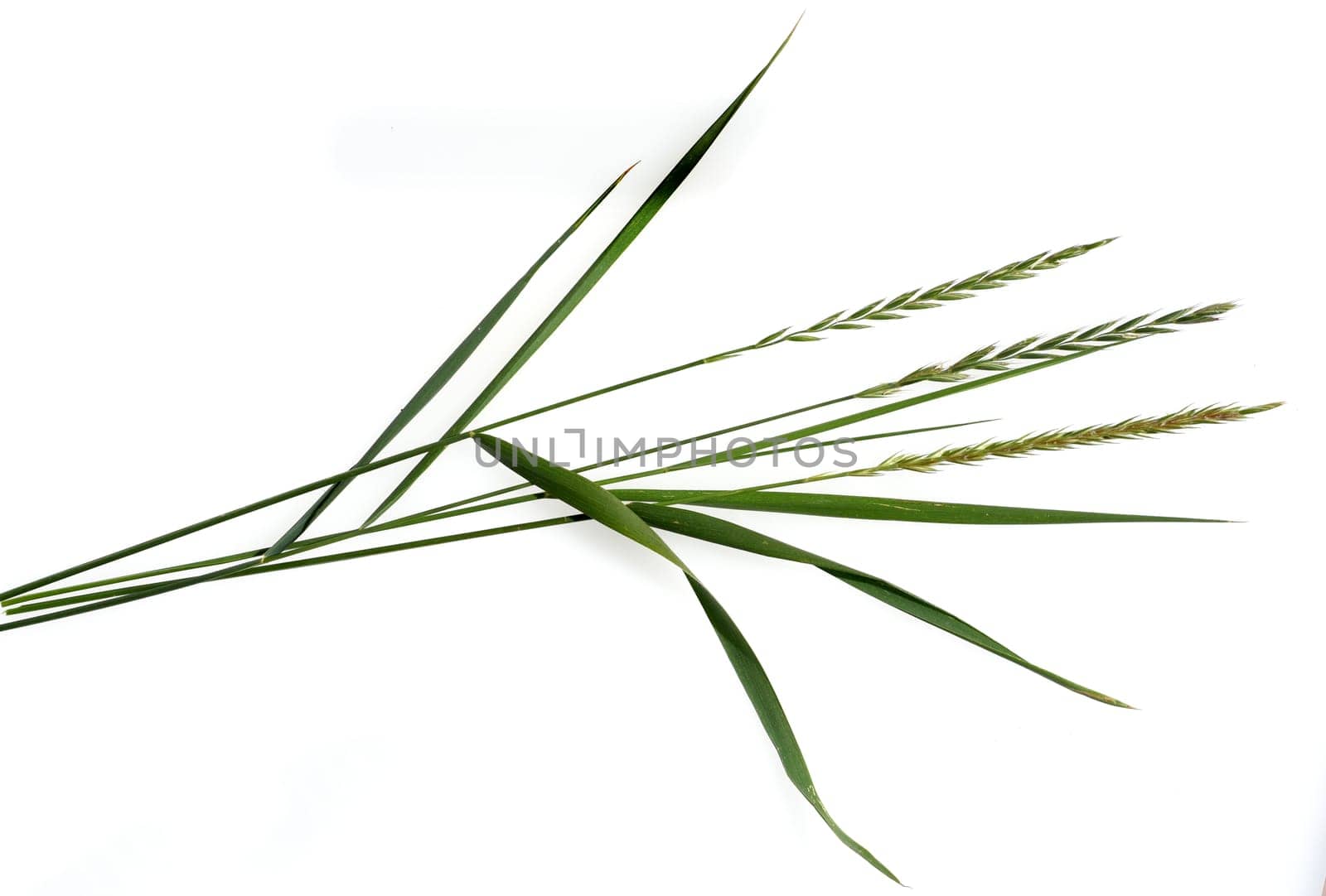 Quecke,Agropyron repens is an important medicinal and medicinal plant. Quecke is a grass and weed. Couch,Agropyron repens,is an important medicinal and medicinal plant. Couch grass is a grass and weed.