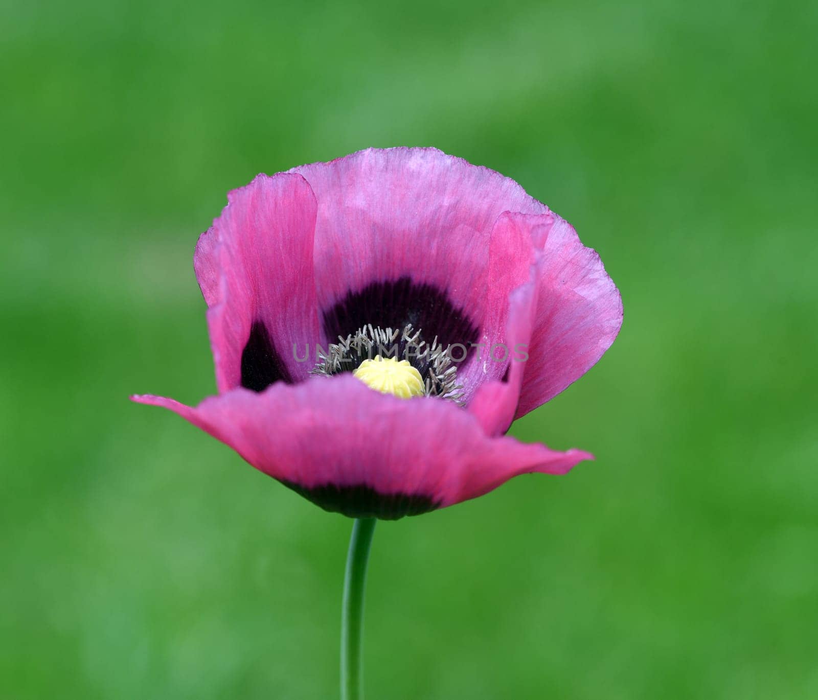 Opium poppy,Papaver somniferum is an intoxicant and a useful and medicinal plant. Opium poppy,Papaver somniferum is an intoxicant and a useful and medicinal plant.
