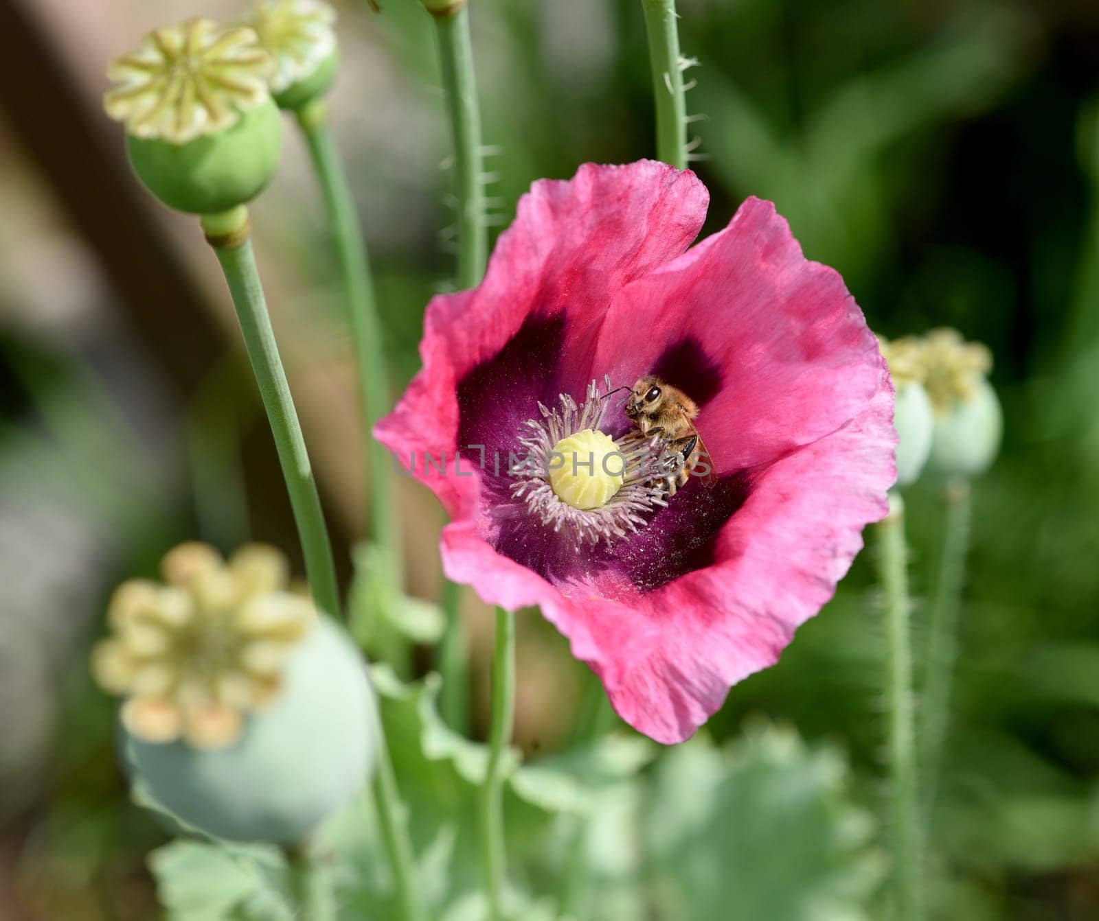 Opium poppy,Papaver somniferum is an intoxicant and a useful and medicinal plant. Opium poppy,Papaver somniferum is an intoxicant and a useful and medicinal plant.