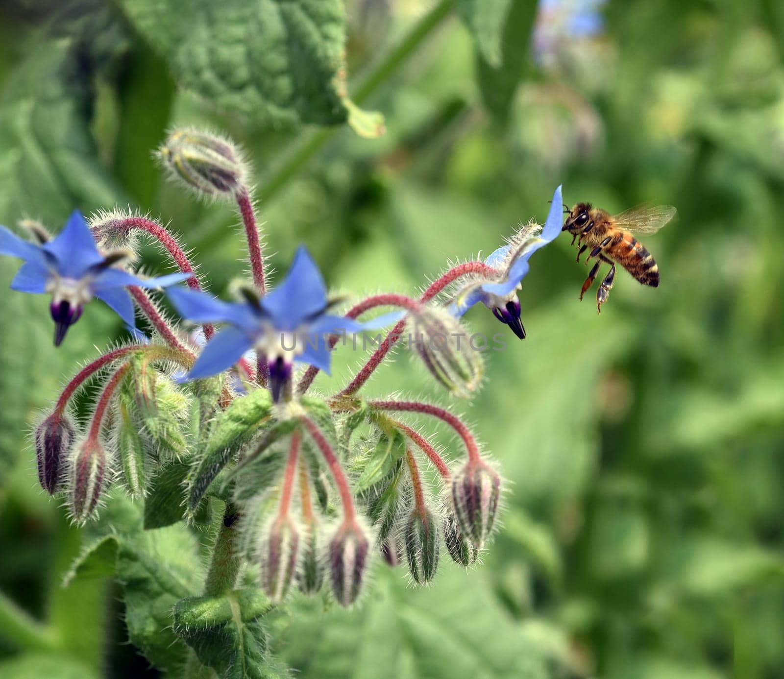 Borage,Borago officinalis,is an important medicinal and medicinal plant. The Kuechenkraut is also used in the Frankfurt Gruene sauce. Borage,Borago officinalis,is an important medicinal and medicinal plant. The herb is also used in the Frankfurt green sauce.