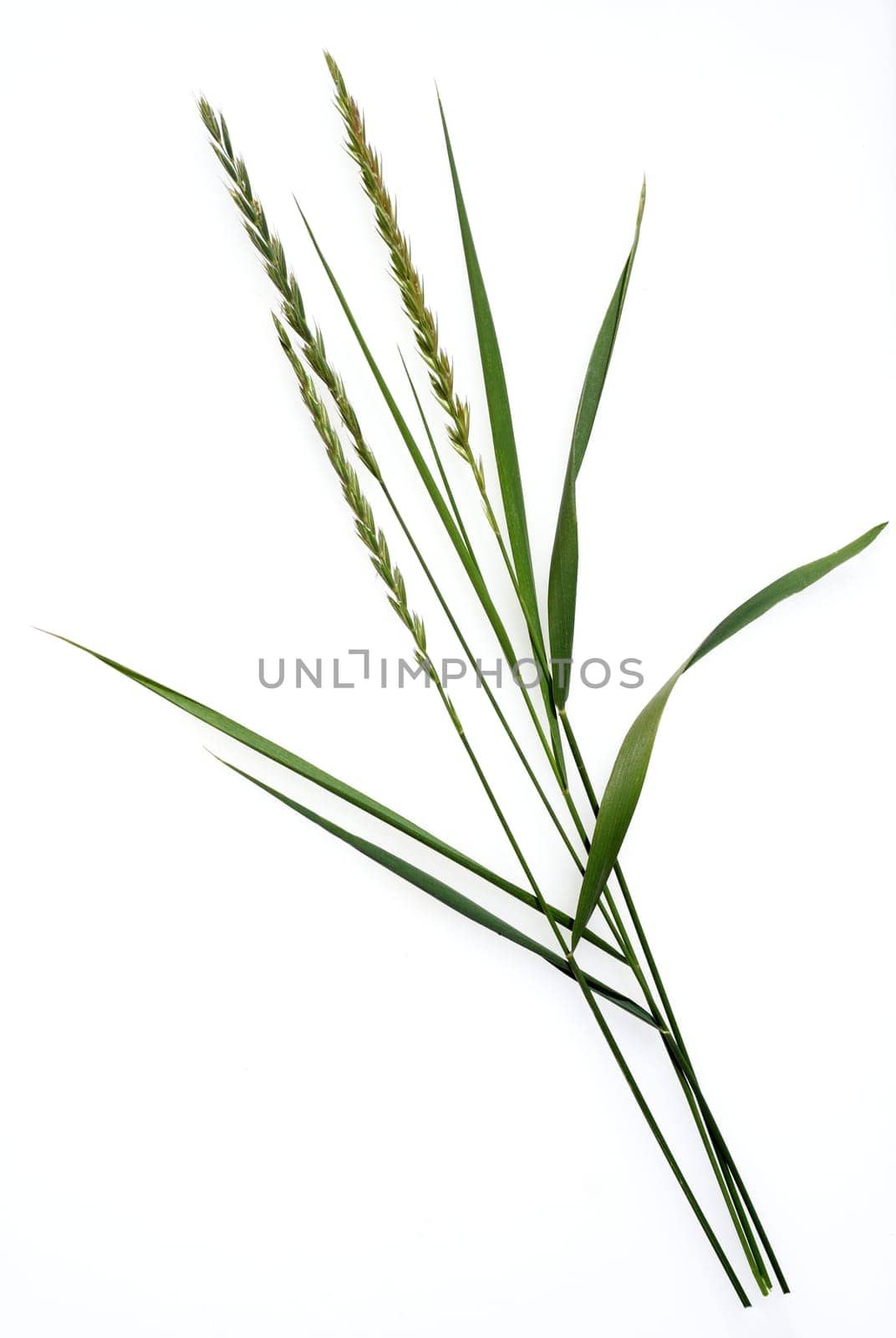 Quecke,Agropyron repens is an important medicinal and medicinal plant. Quecke is a grass and weed. Couch,Agropyron repens,is an important medicinal and medicinal plant. Couch grass is a grass and weed.