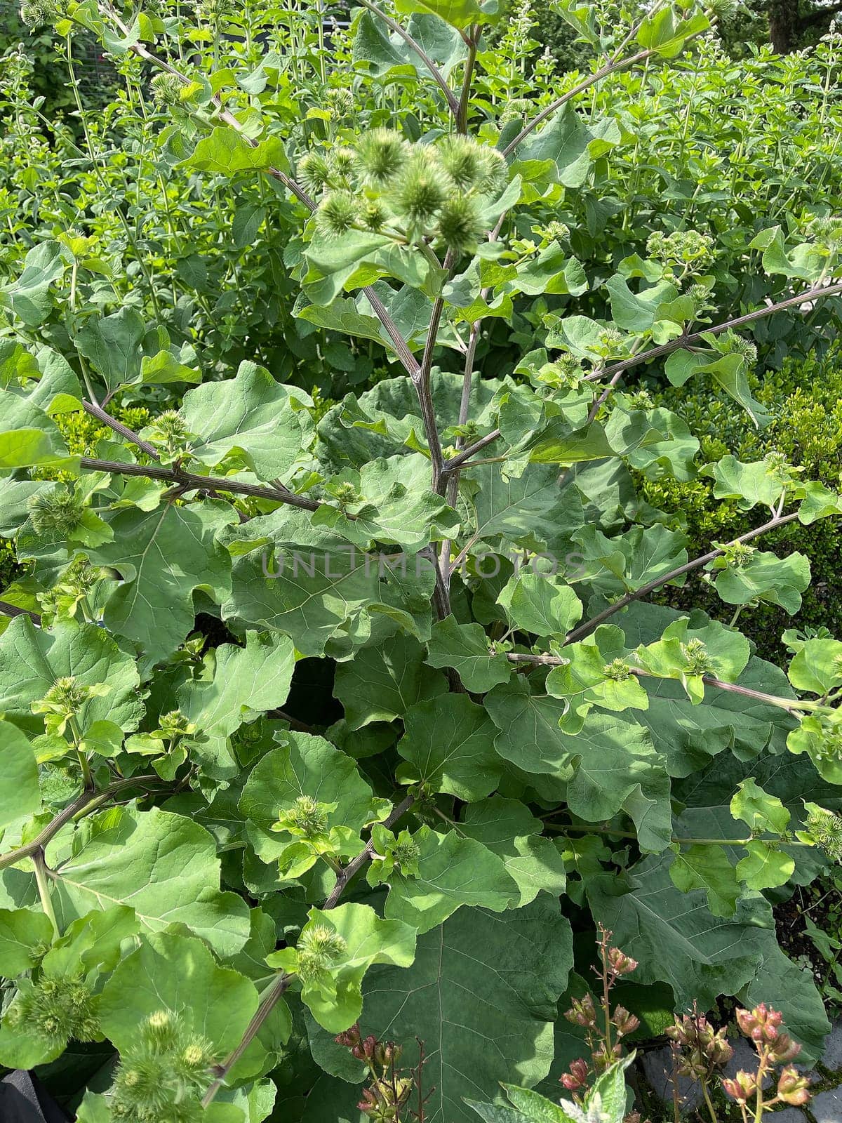 Burdock,large,arctium lappa,is an important medicinal plant with purple flowers and is used in medicine. Big burdock,arctium,lappa,is an important medicinal plant with purple flowers and is used in medicine.