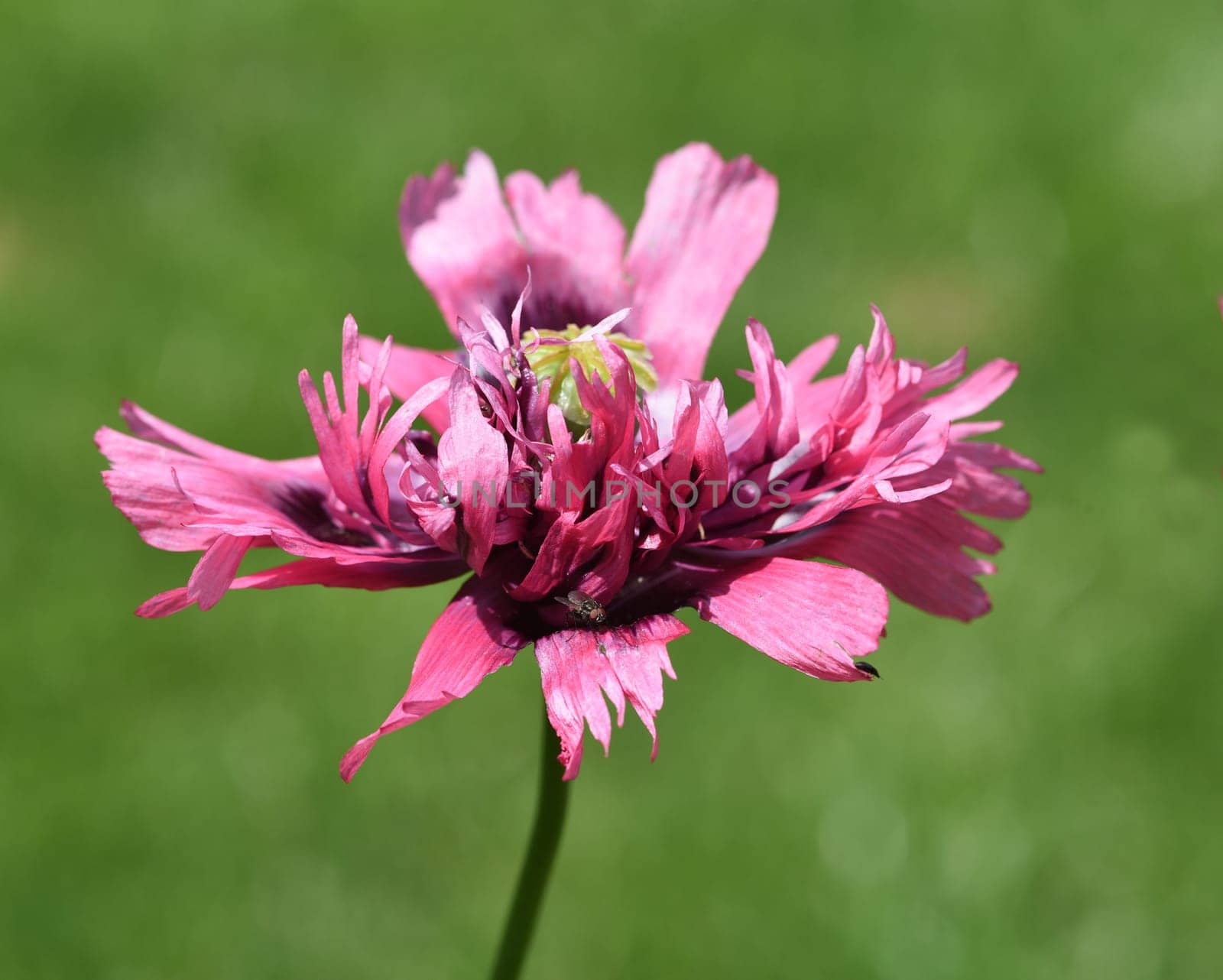Opium poppy,Papaver somniferum is an intoxicant and a useful and medicinal plant. Opium poppy,Papaver somniferum is an intoxicant and a useful and medicinal plant.