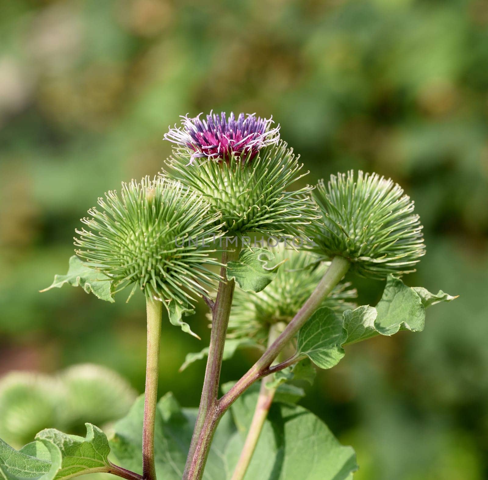 Burdock,large,arctium lappa,is an important medicinal plant with purple flowers and is used in medicine. Big burdock,arctium,lappa,is an important medicinal plant with purple flowers and is used in medicine.