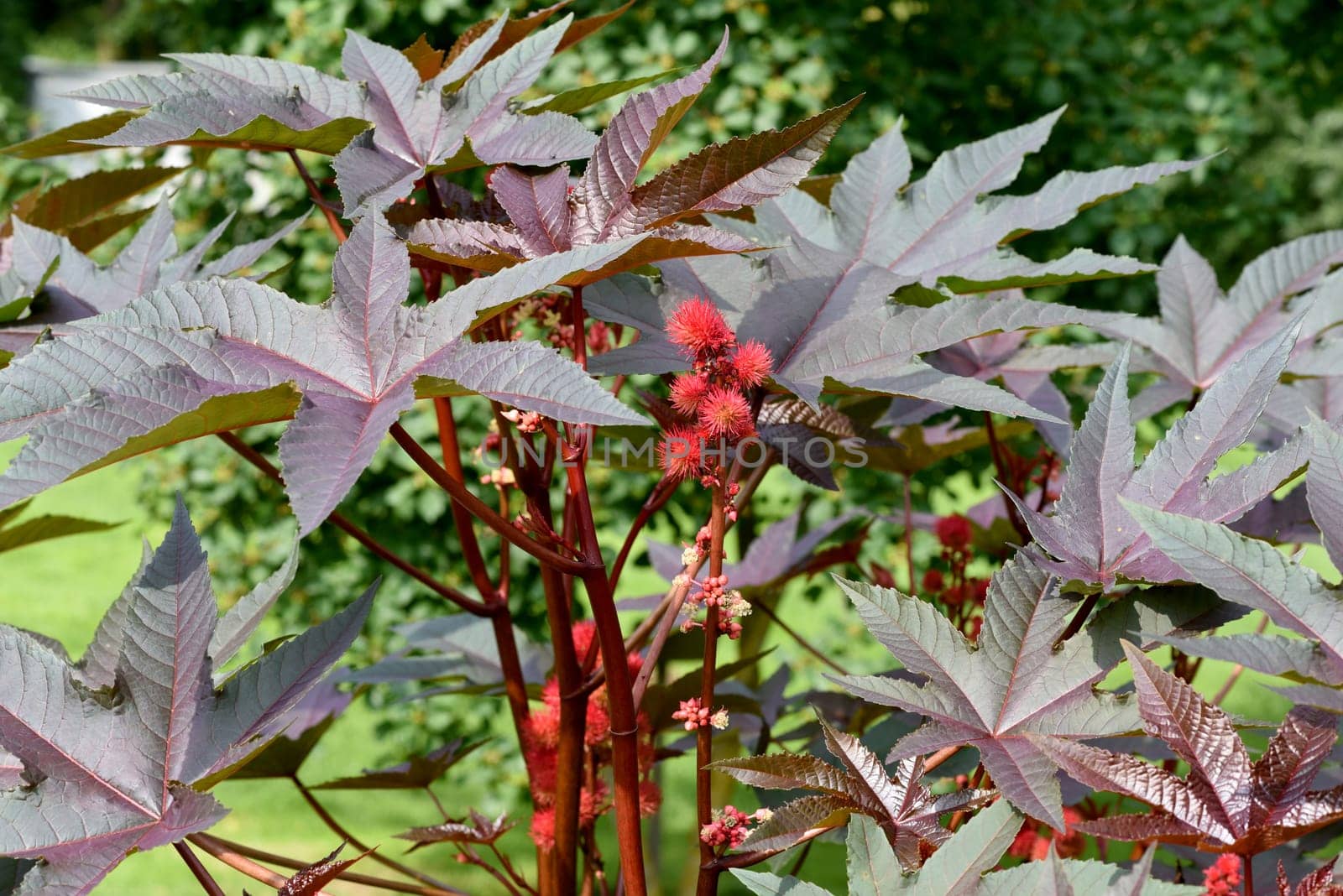 Castor oil,Ricinus communis is a poisonous and medicinal plant with red flowers and poisonous beans. Castor oil,Ricinus communis,is a poisonous and medicinal plant with red flowers and poisonous beans.