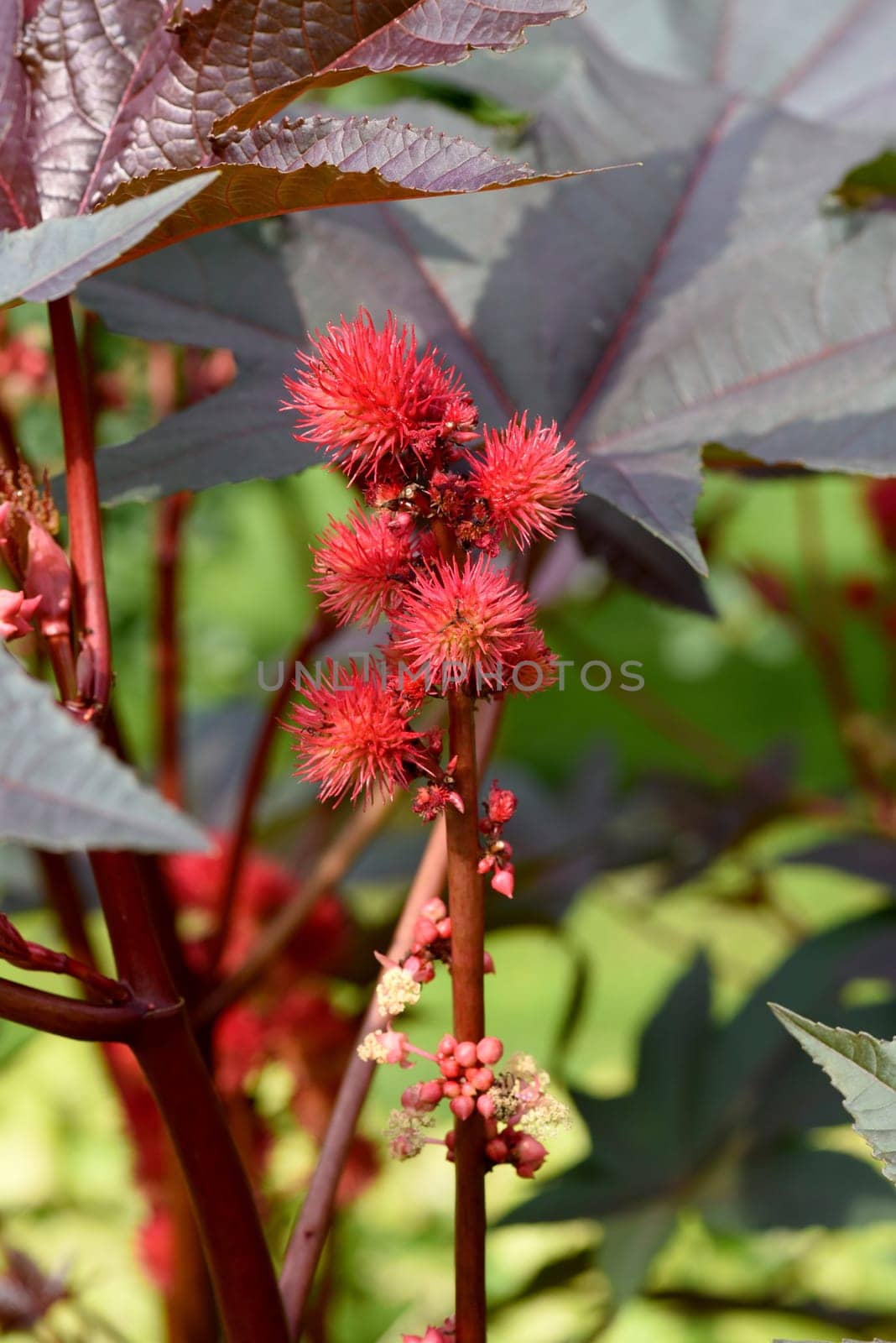 Castor oil,Ricinus communis is a poisonous and medicinal plant with red flowers and poisonous beans. Castor oil,Ricinus communis,is a poisonous and medicinal plant with red flowers and poisonous beans.