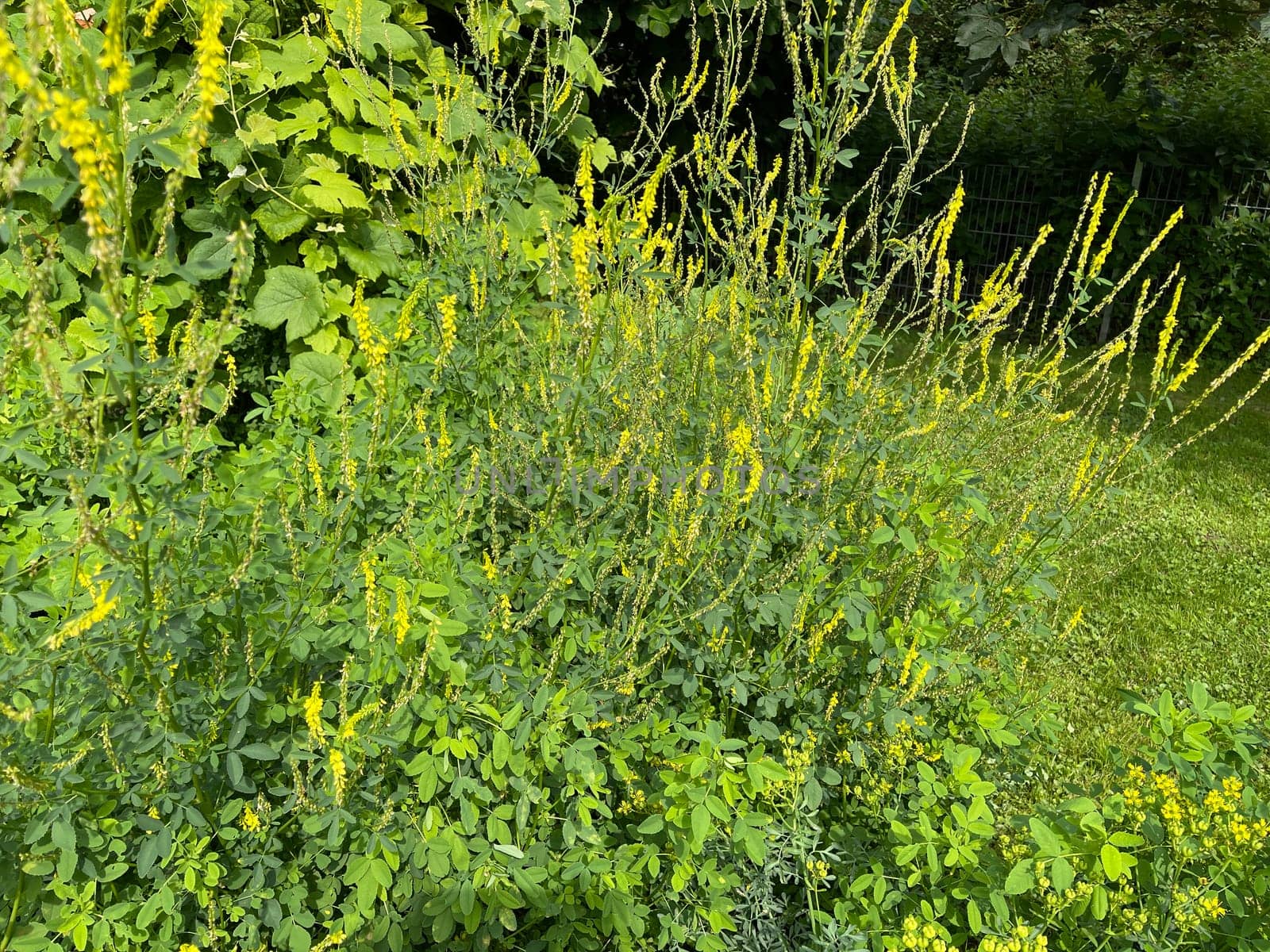 Sweet clover,Melilotus officinalis,is an important medicinal and medicinal plant and with white or yellow flowers. Sweet clover,Melilotus officinalis,is an important medicinal plant and has white or yellow flowers.