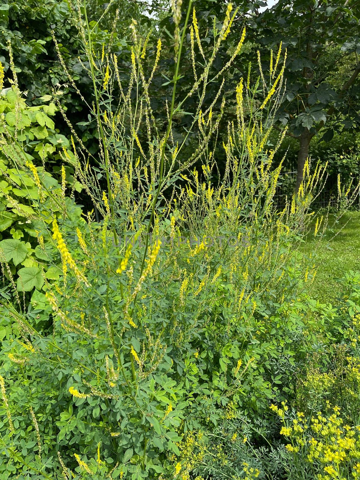 Sweet clover,Melilotus officinalis,is an important medicinal and medicinal plant and with white or yellow flowers. Sweet clover,Melilotus officinalis,is an important medicinal plant and has white or yellow flowers.