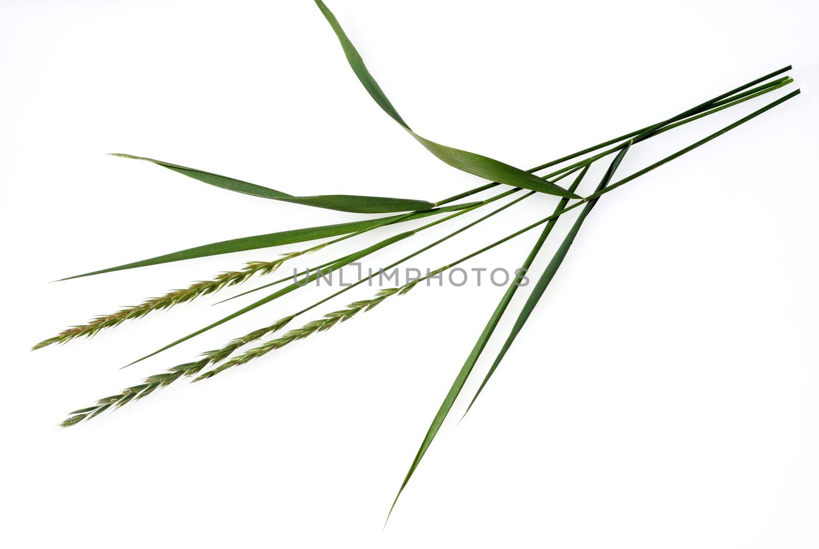 Quecke,Agropyron repens is an important medicinal and medicinal plant. Quecke is a grass and weed. Couch,Agropyron repens,is an important medicinal and medicinal plant. Couch grass is a grass and weed.