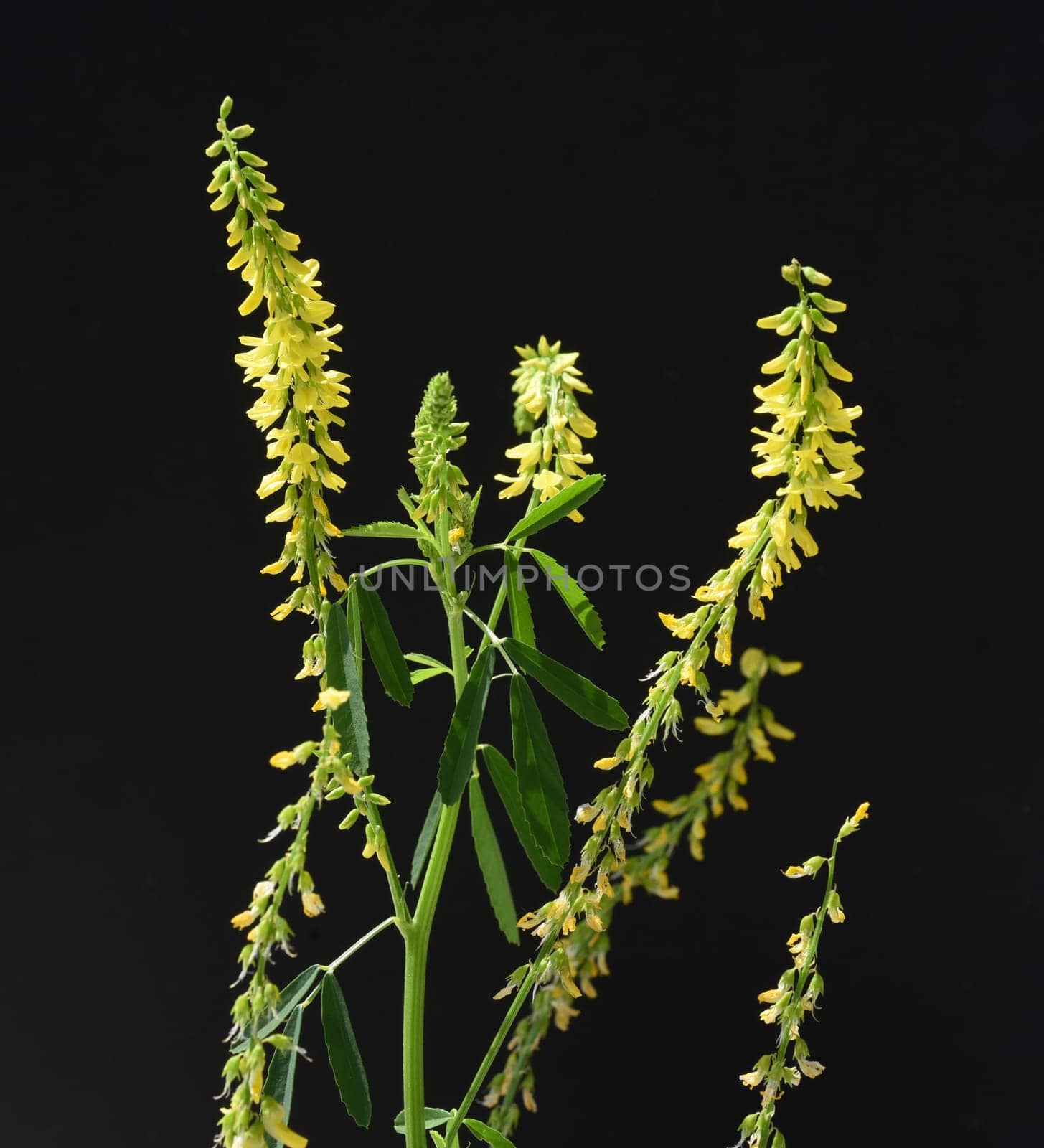 Sweet clover,Melilotus officinalis,is an important medicinal and medicinal plant and with white or yellow flowers. Sweet clover,Melilotus officinalis,is an important medicinal plant and has white or yellow flowers.