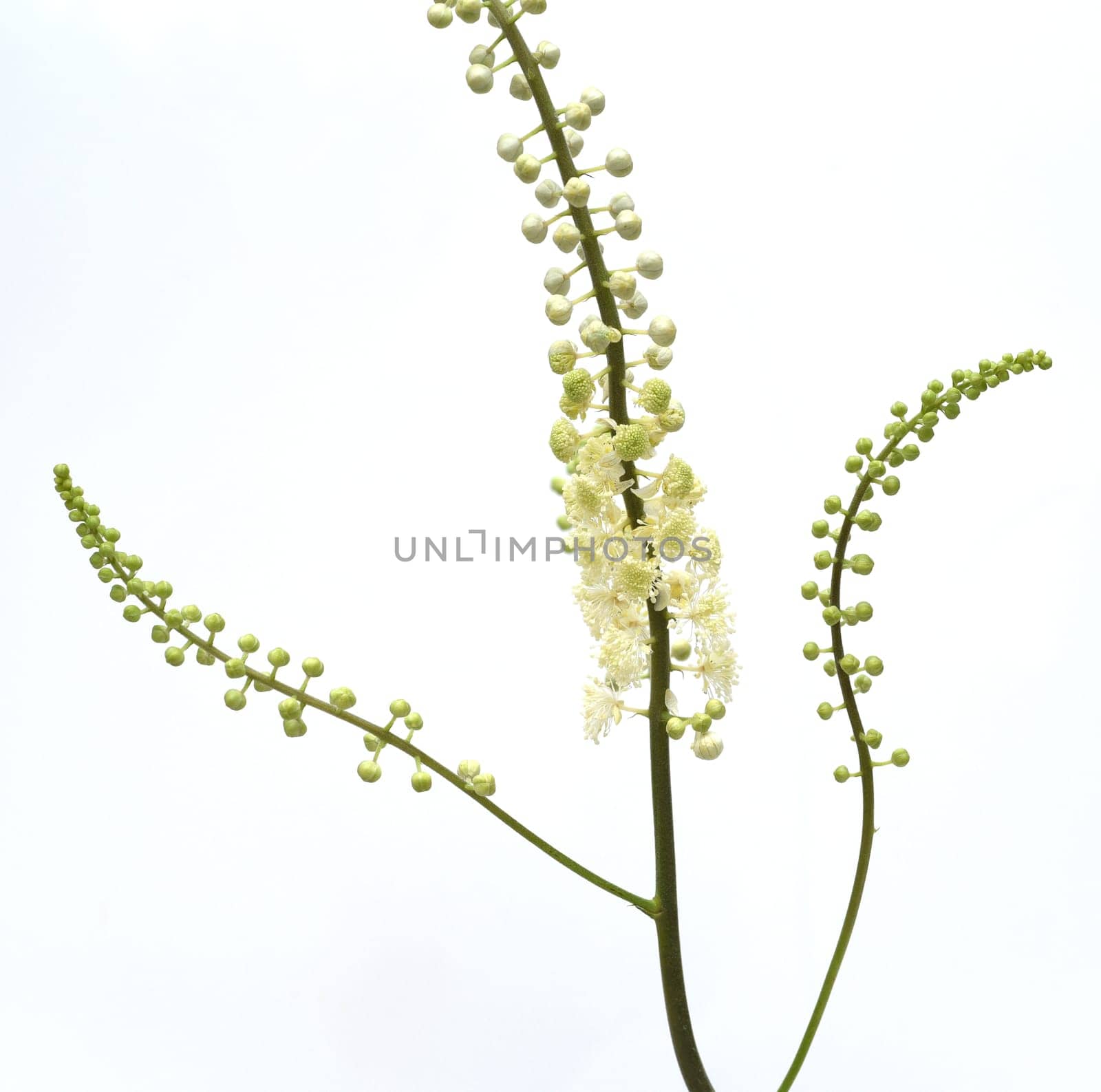 Black cohosh,Cimicifuga racemosa is an important medicinal and medicinal plant. Black cohosh,Cimicifuga racemosa is an important medicinal and medicinal plant.
