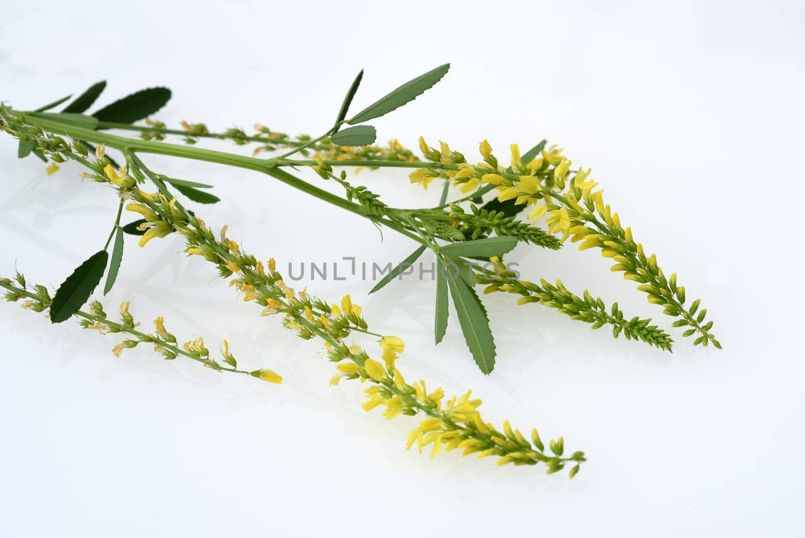 Sweet clover,Melilotus officinalis,is an important medicinal and medicinal plant and with white or yellow flowers. Sweet clover,Melilotus officinalis,is an important medicinal plant and has white or yellow flowers.