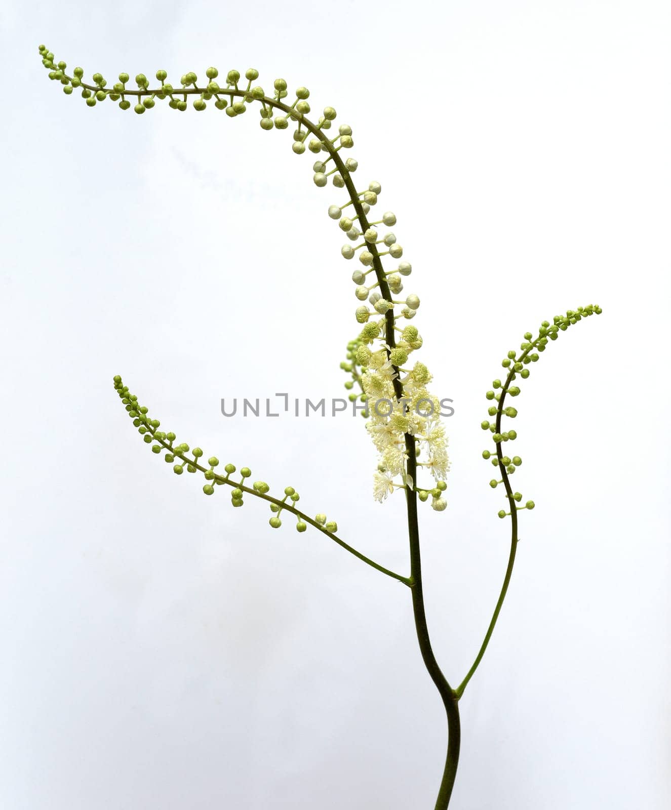 Black cohosh,Cimicifuga racemosa is an important medicinal and medicinal plant. Black cohosh,Cimicifuga racemosa is an important medicinal and medicinal plant.