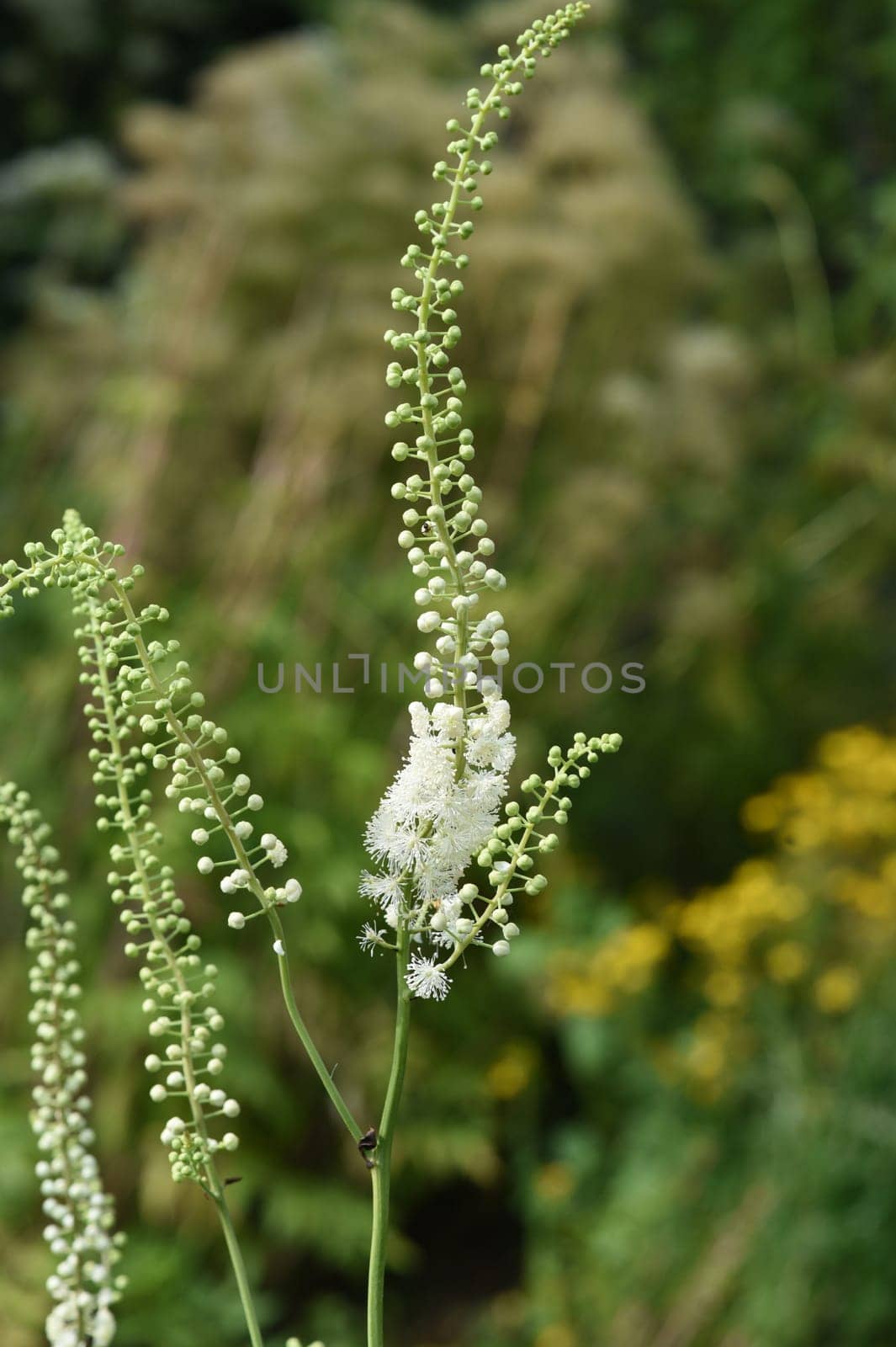 Black cohosh,Cimicifuga racemosa is an important medicinal and medicinal plant. Black cohosh,Cimicifuga racemosa is an important medicinal and medicinal plant.