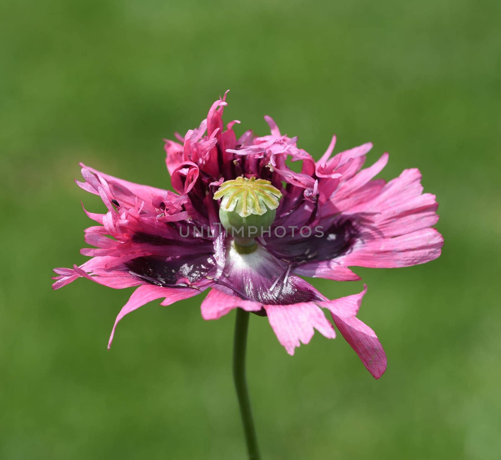 Opium poppy,Papaver somniferum is an intoxicant and a useful and medicinal plant. Opium poppy,Papaver somniferum is an intoxicant and a useful and medicinal plant.